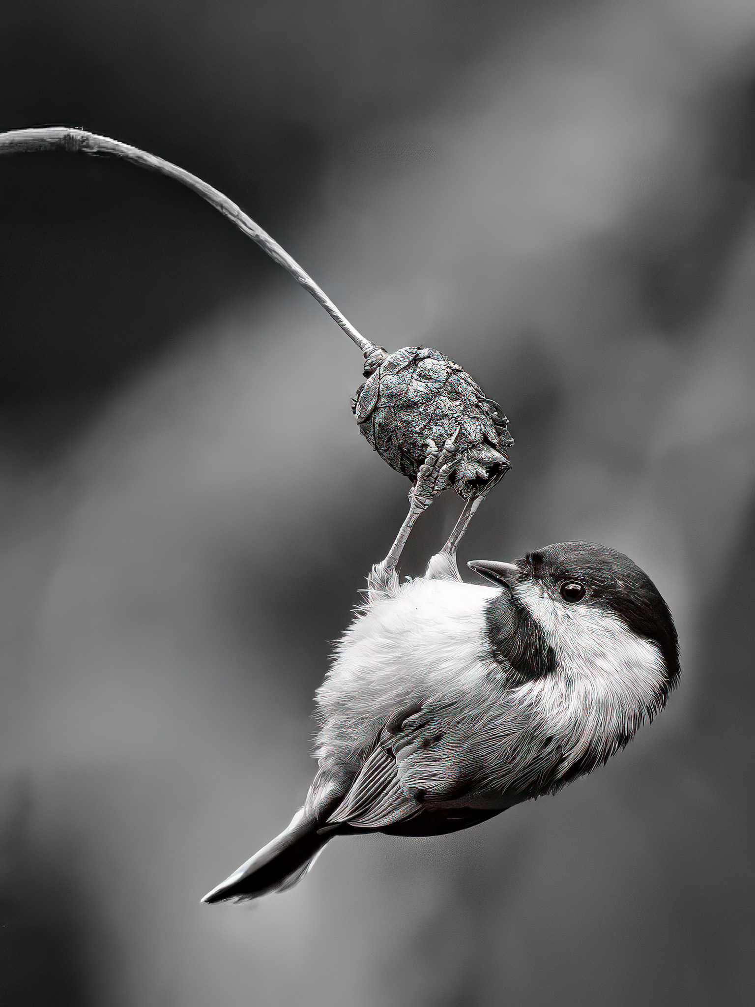 Black-capped Chickadee by Jeremy Martin