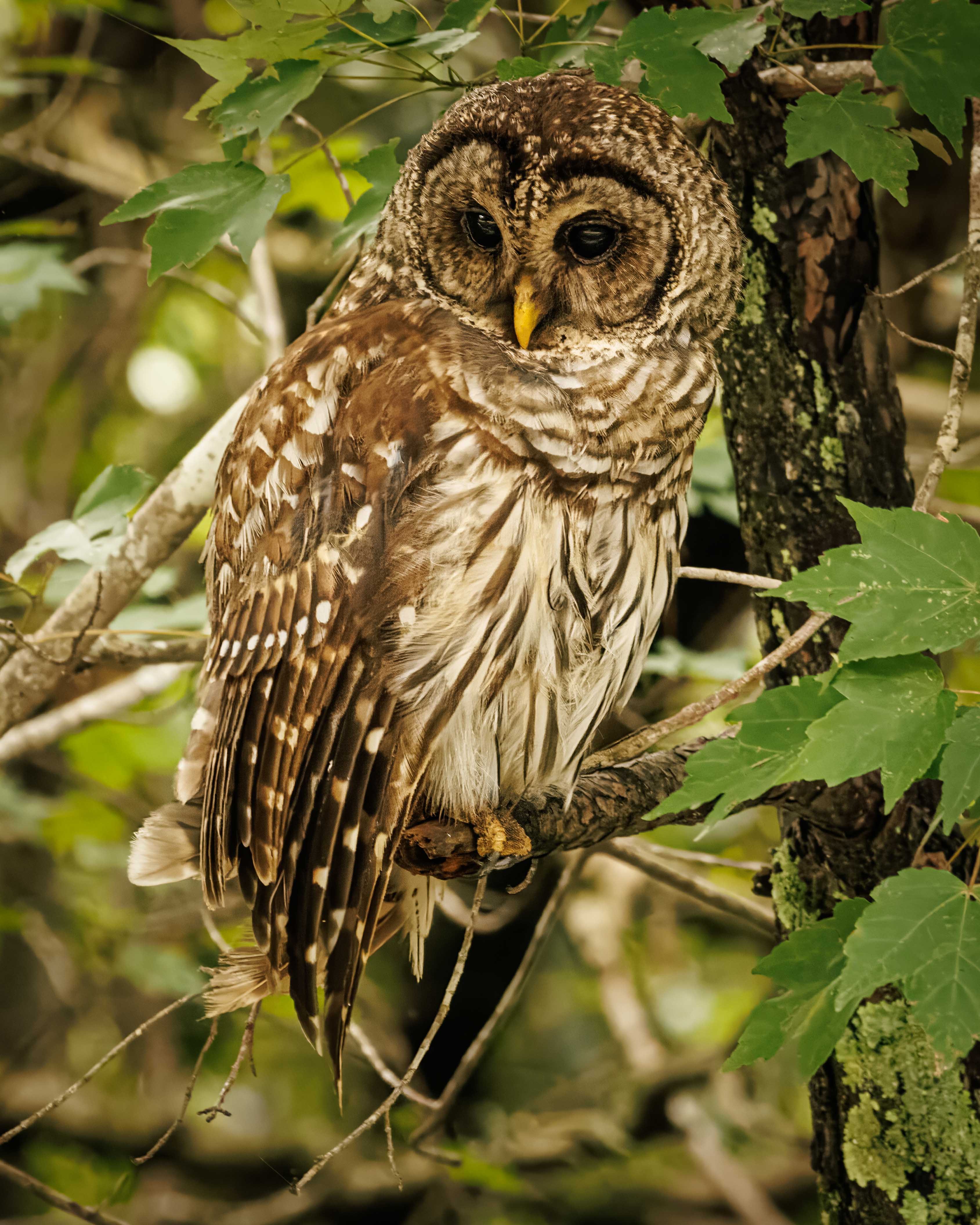Barred Owl by Julia Parrish