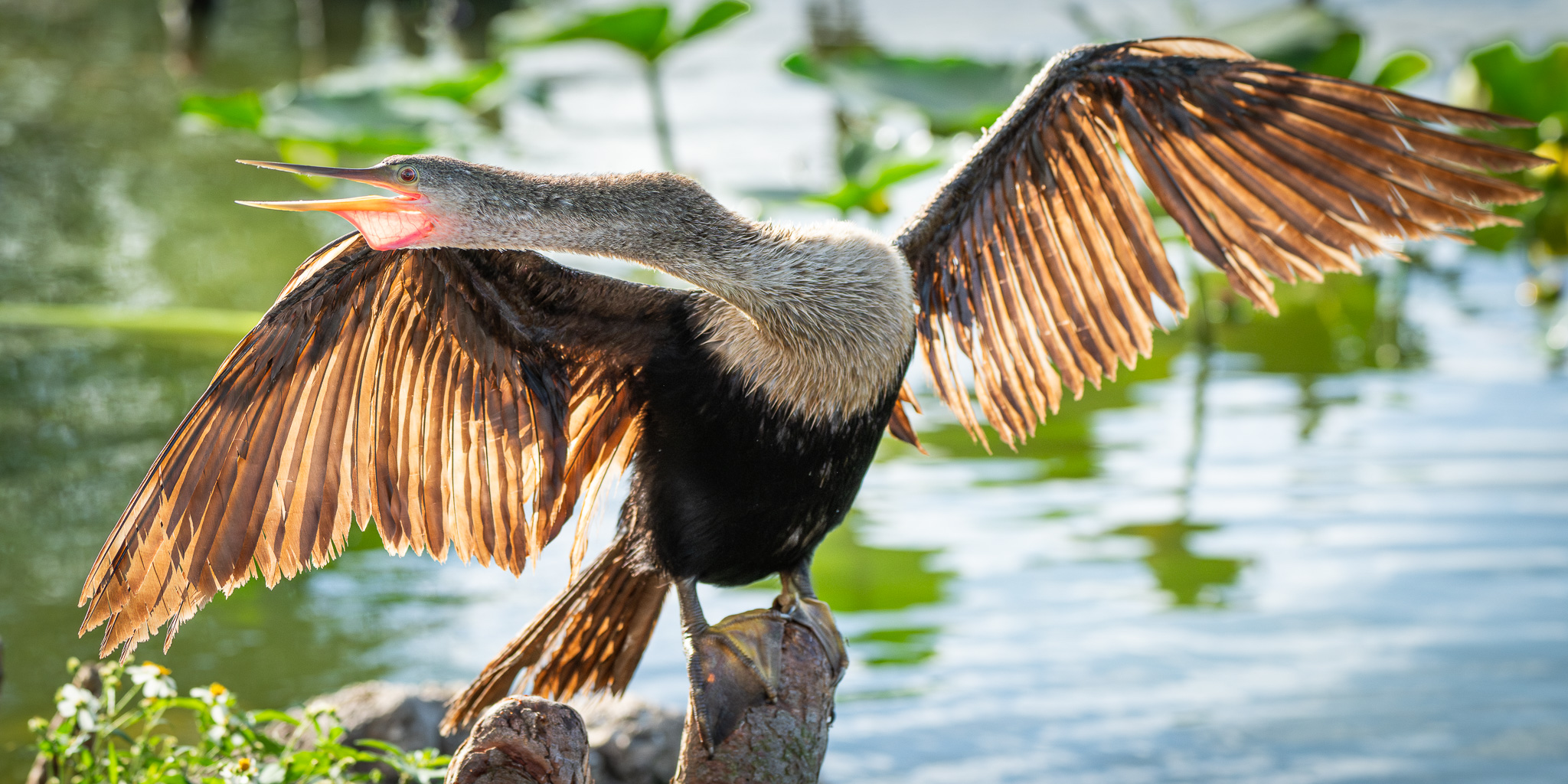 Basking in the Sun by Kathleen Sewell