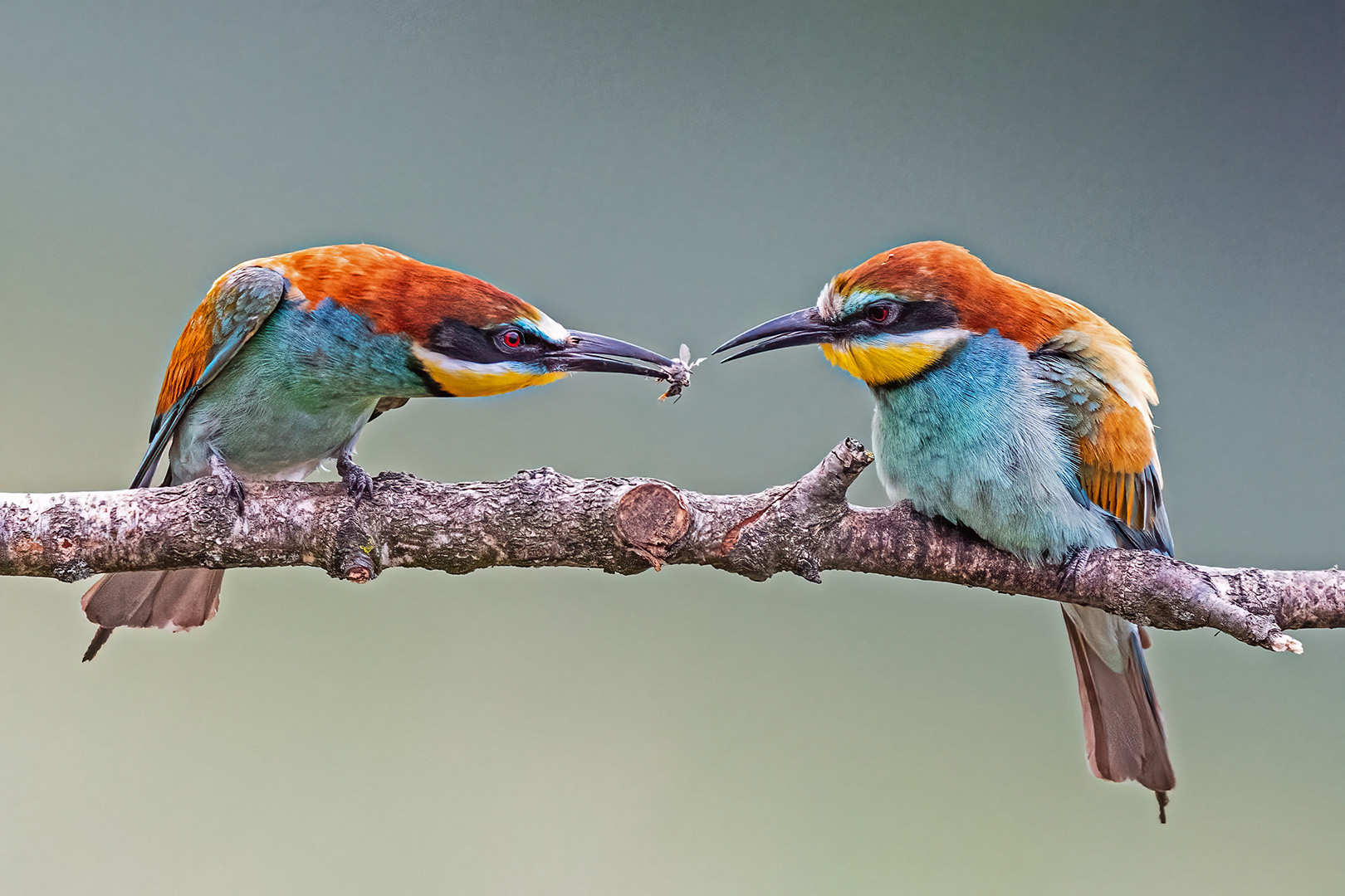 The Offer by Peter Hornbostel