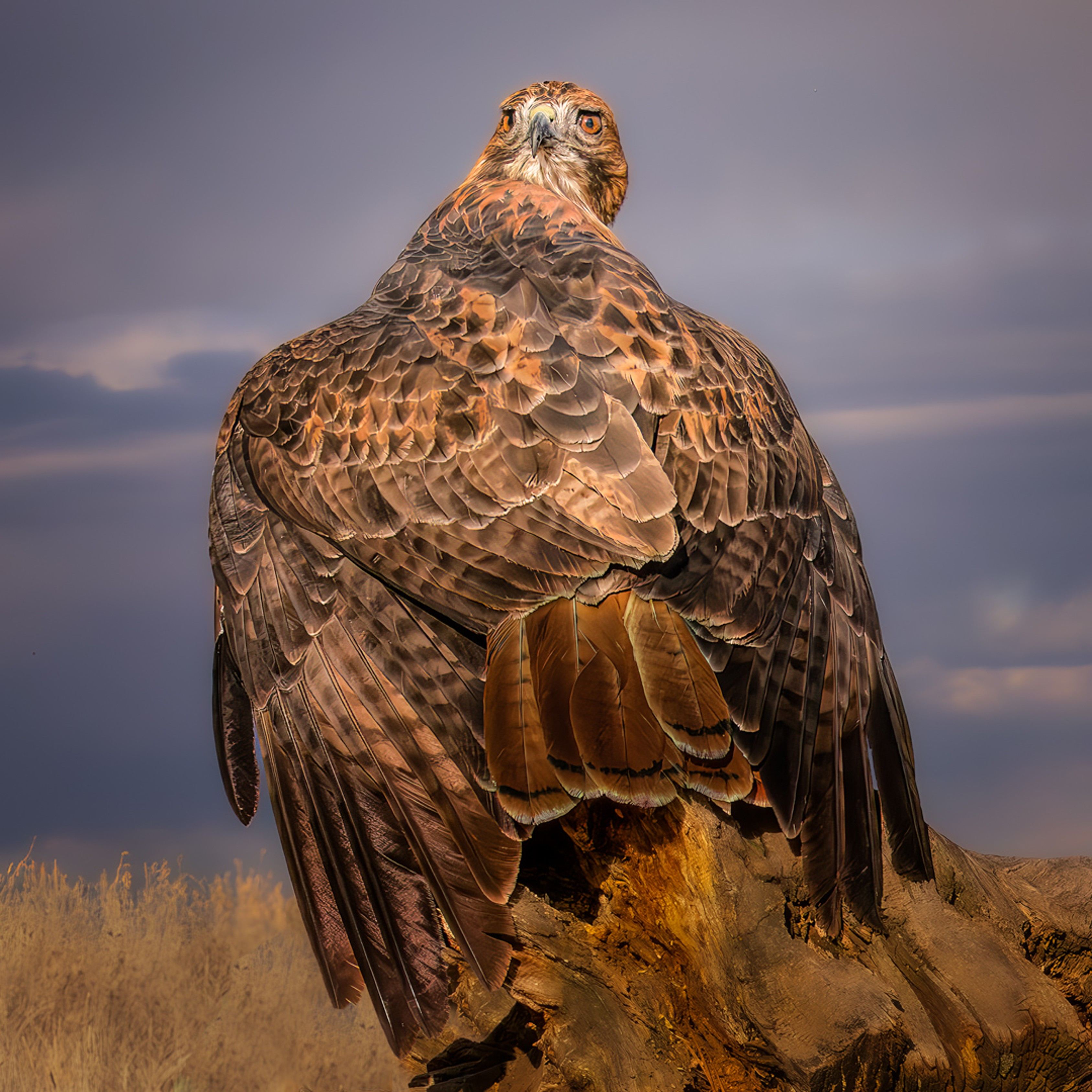 Red Tail Hawk by Butch Mazzuca