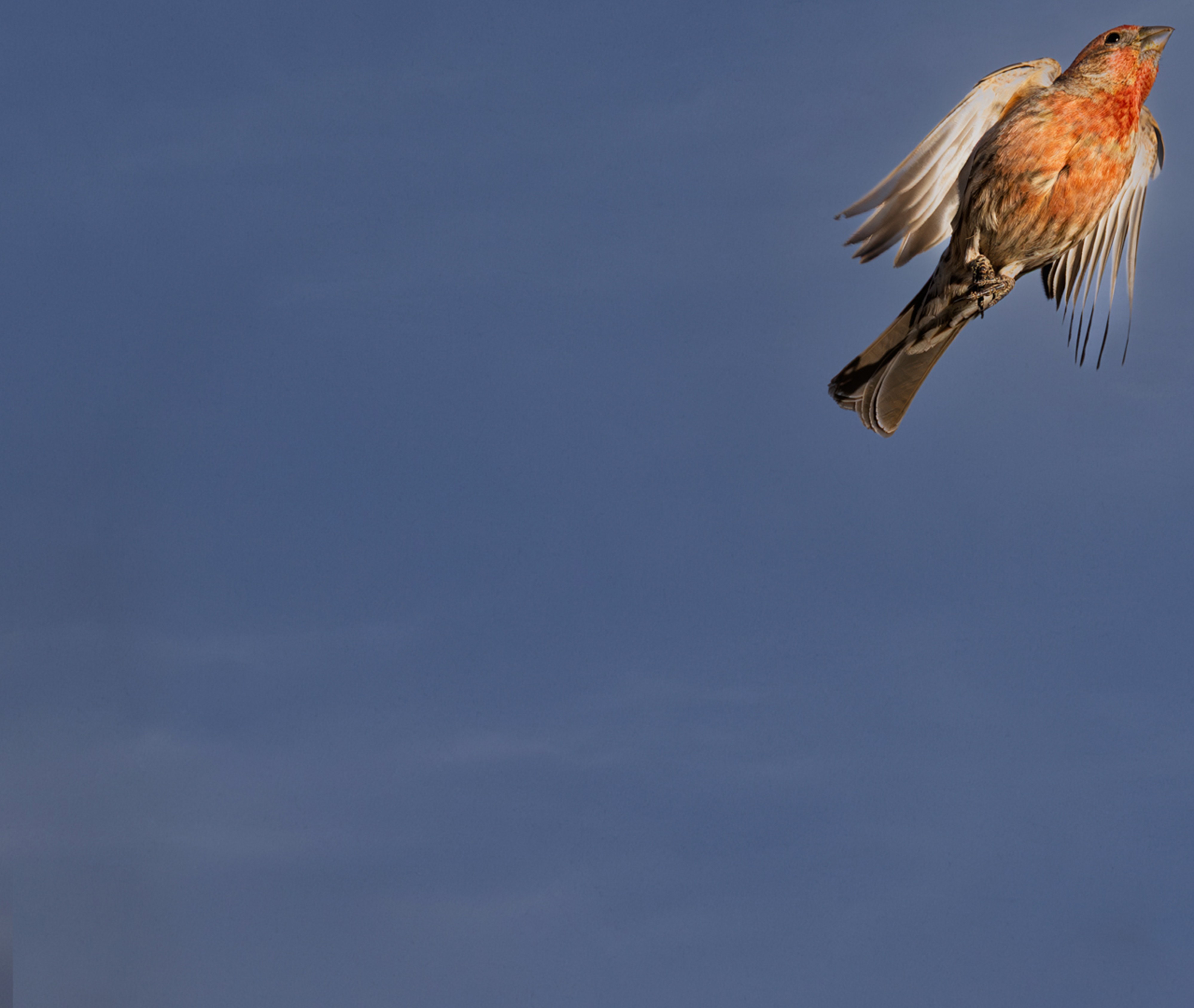 Breaking the Rules by Butch Mazzuca