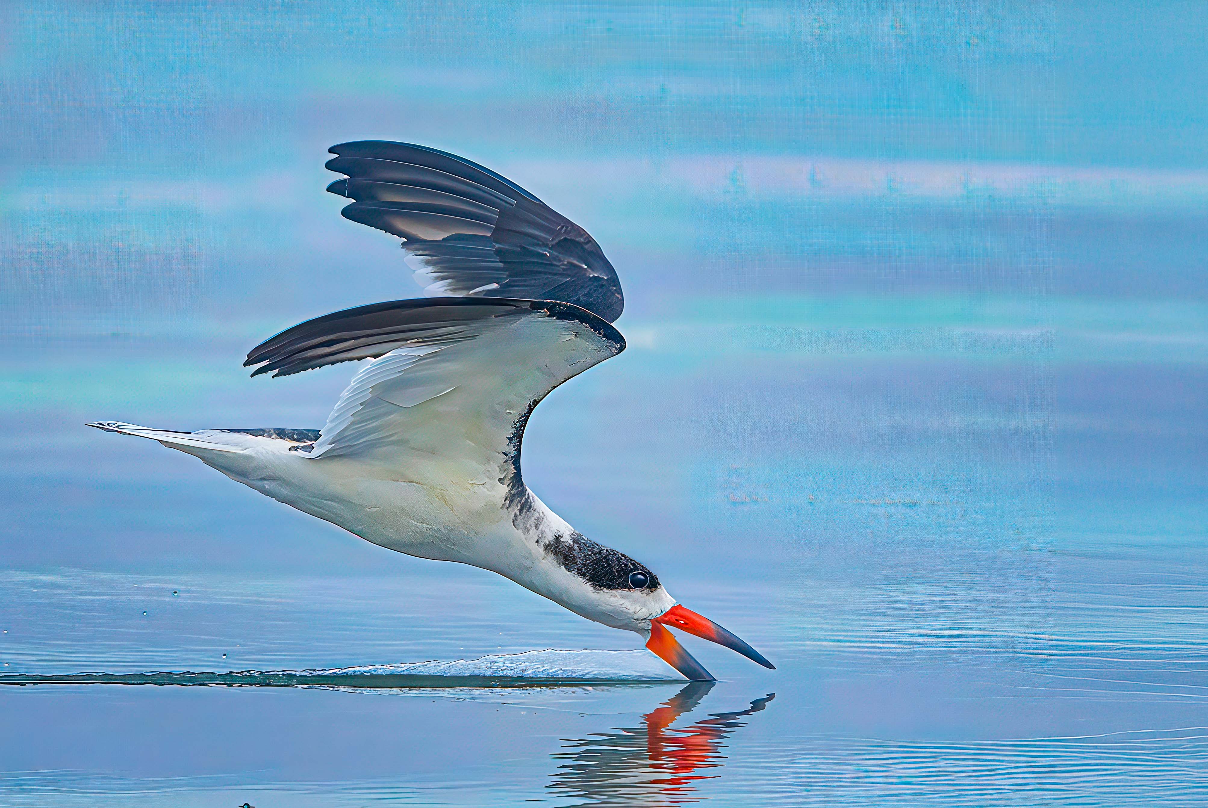 Black Skimmer by Roy Lockwood