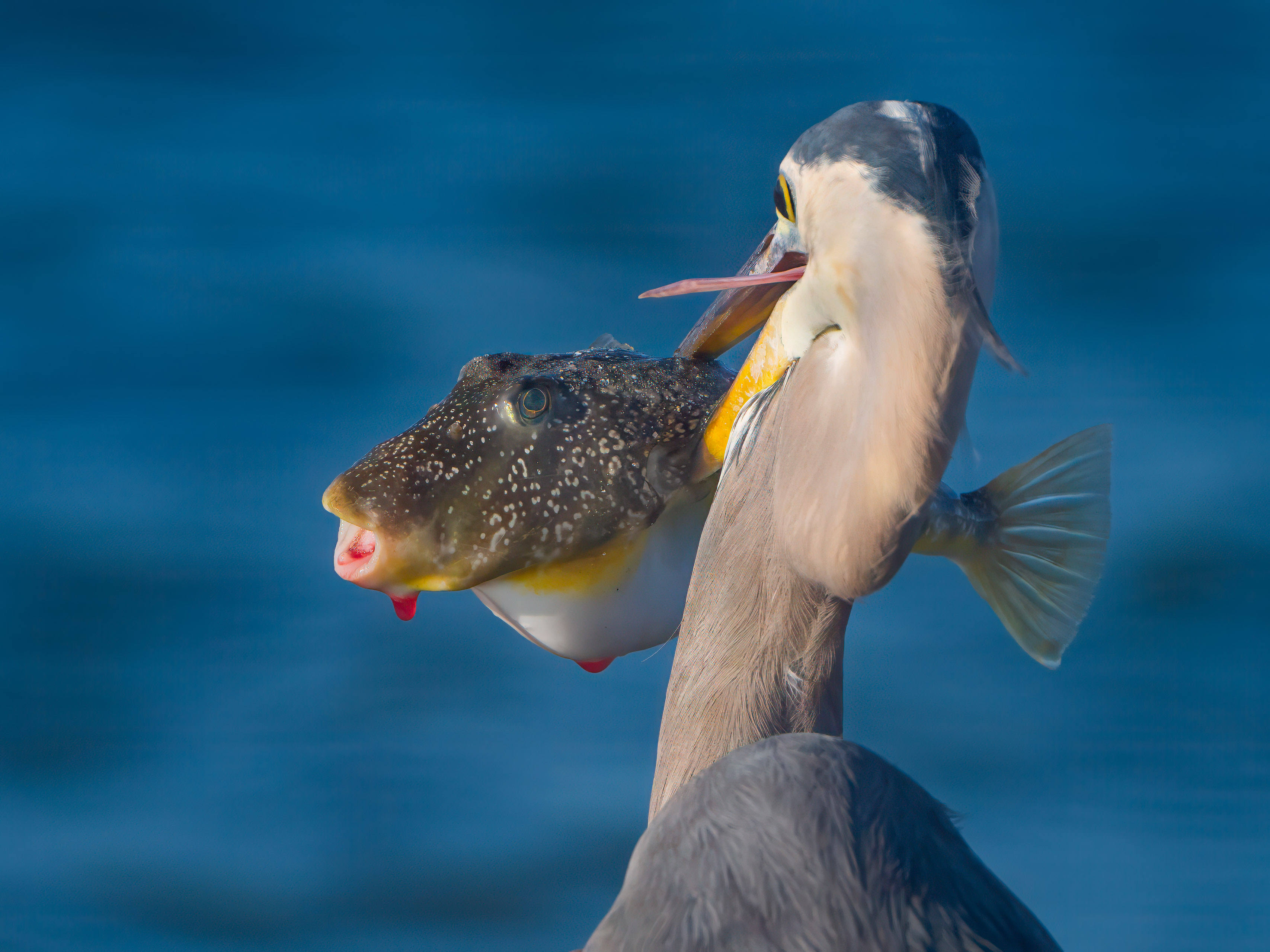 Blowfish - Blue Heron