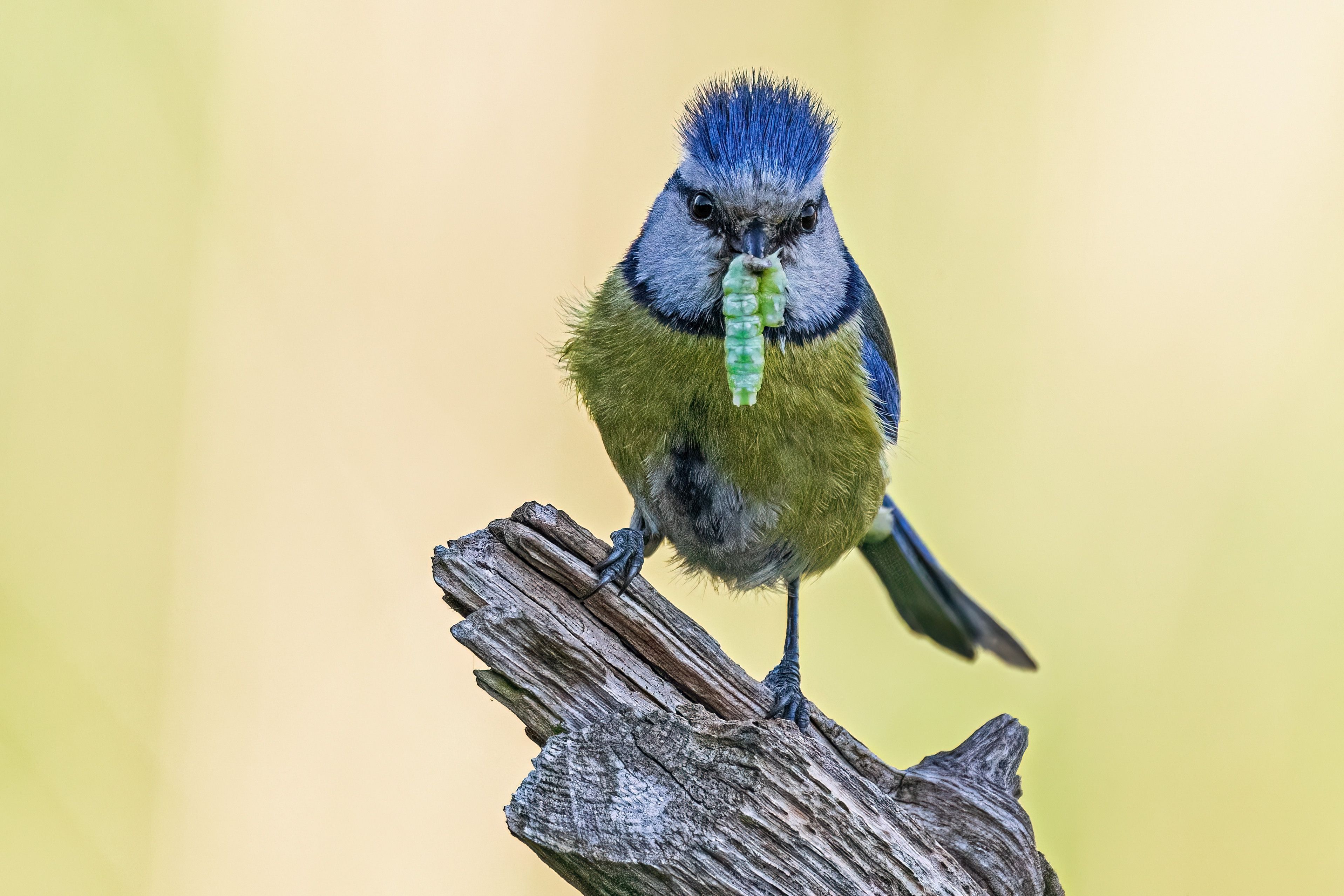 Blue Tit with Prey by Peter Hornbostel