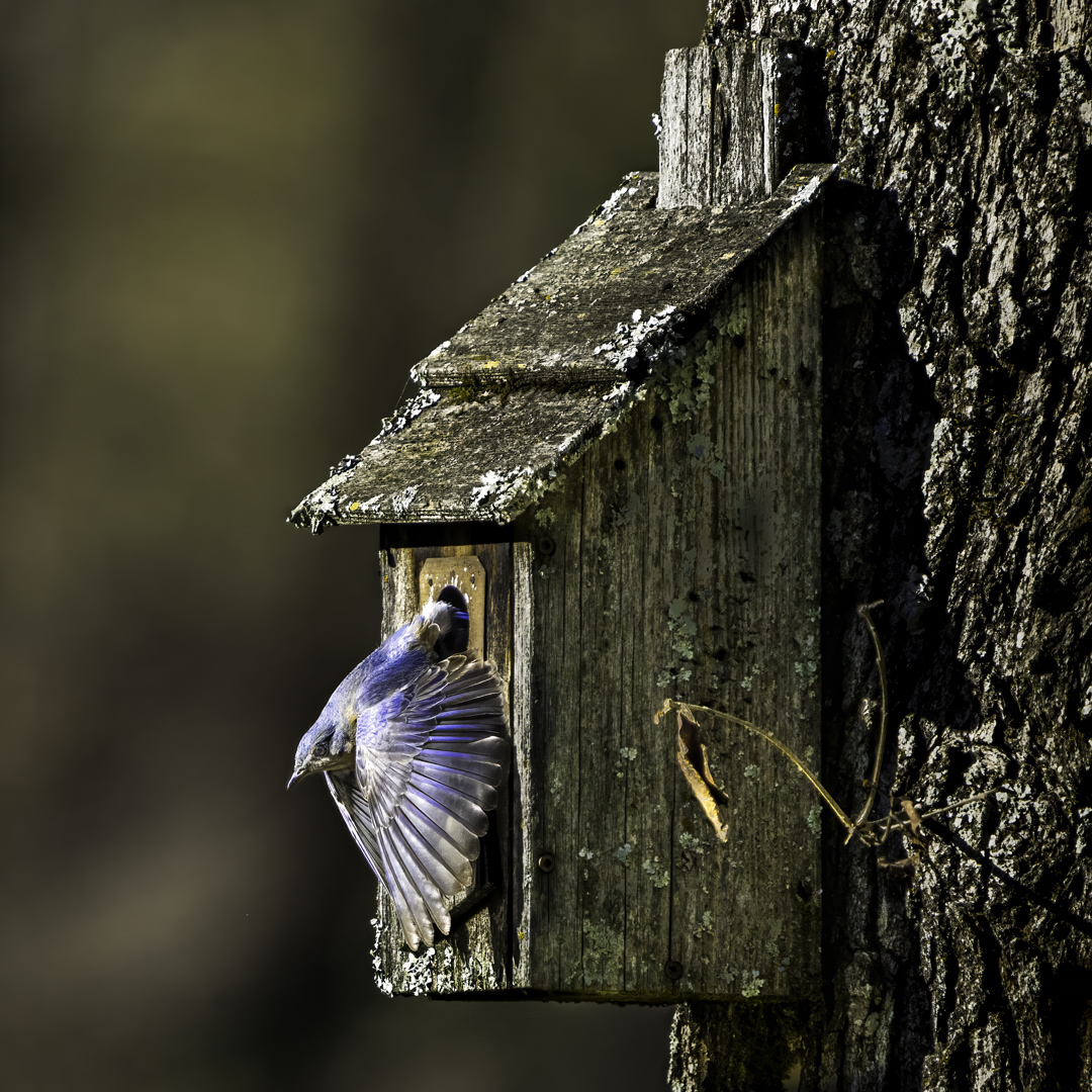 Bluebird outing by Christ Troupis