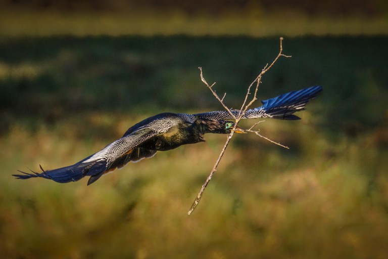 Building Her Nest by Butch Mazzuca