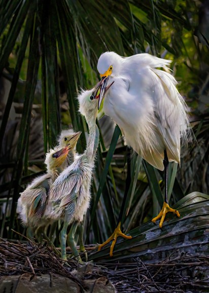 Lunch Time by Butch Mazzuca