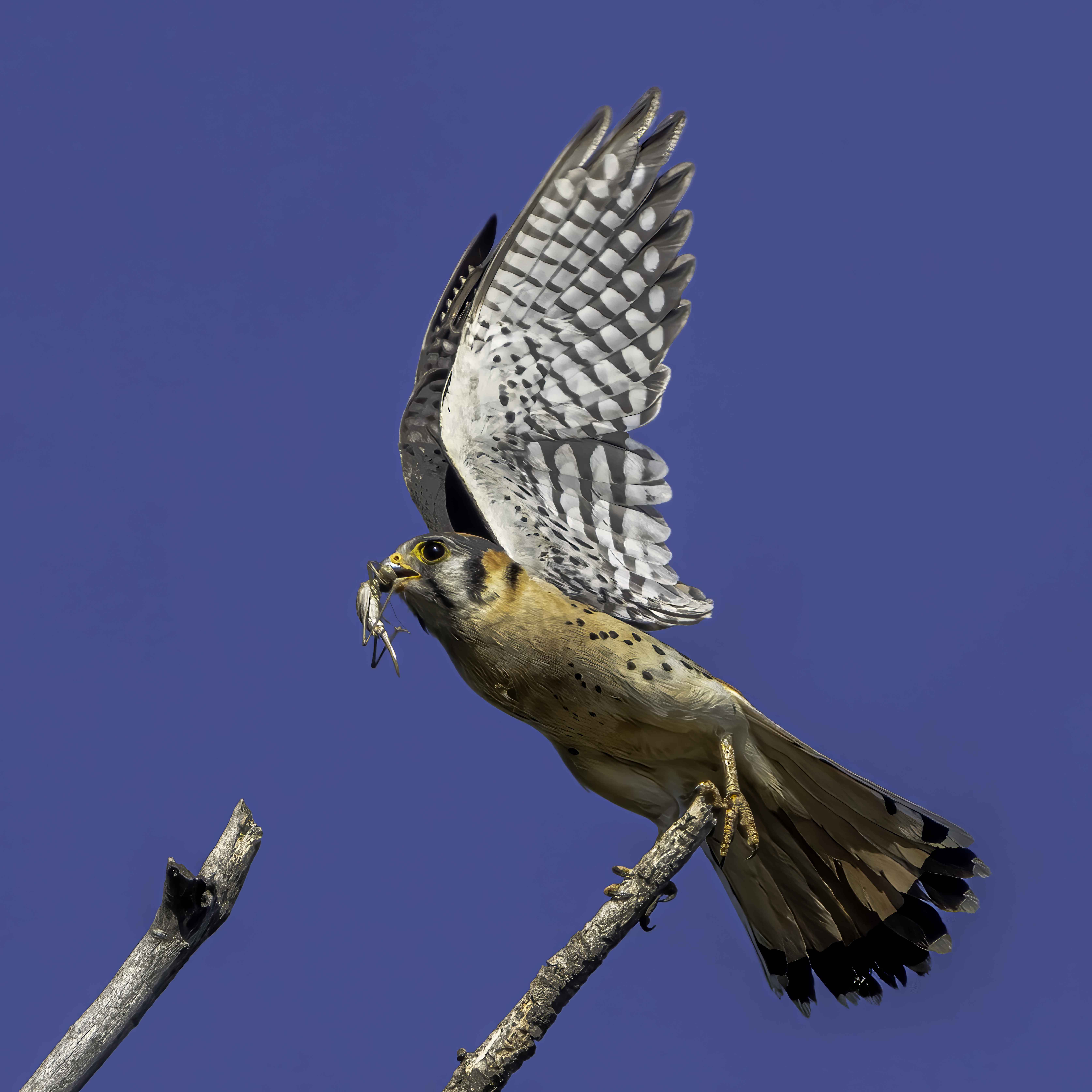 Feeding Time by Christ Troupis
