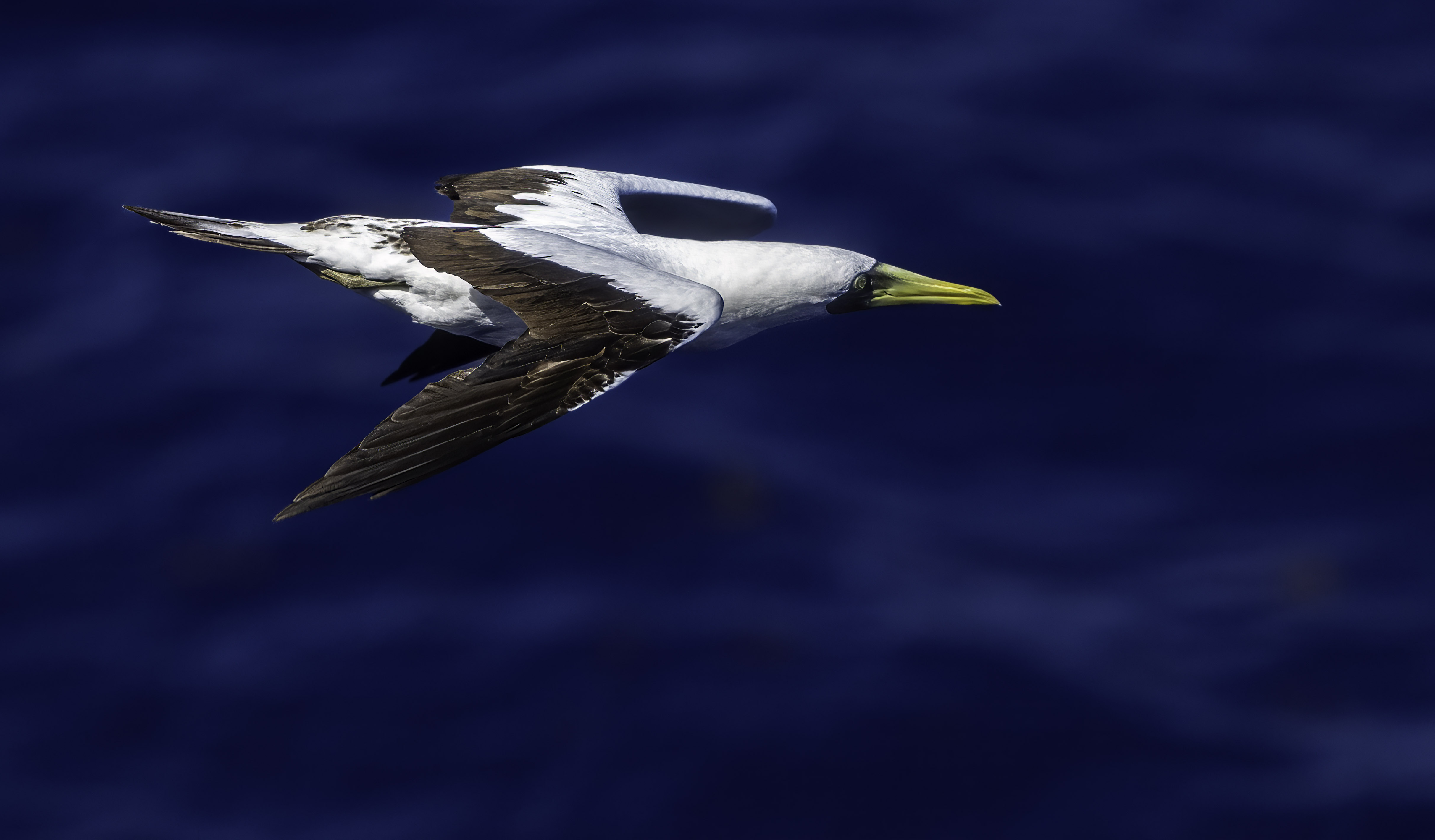 frigate bird port side