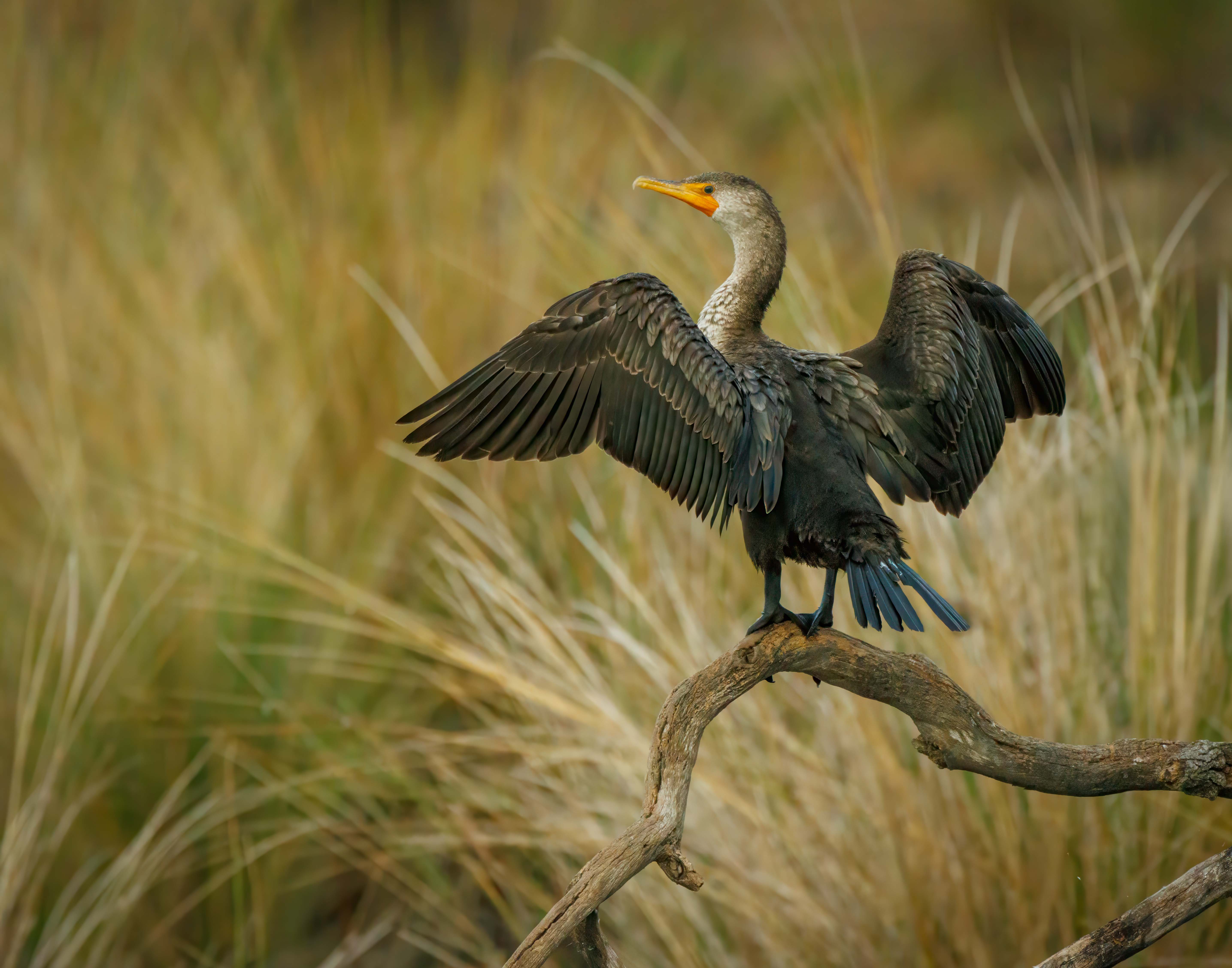 Cormorant