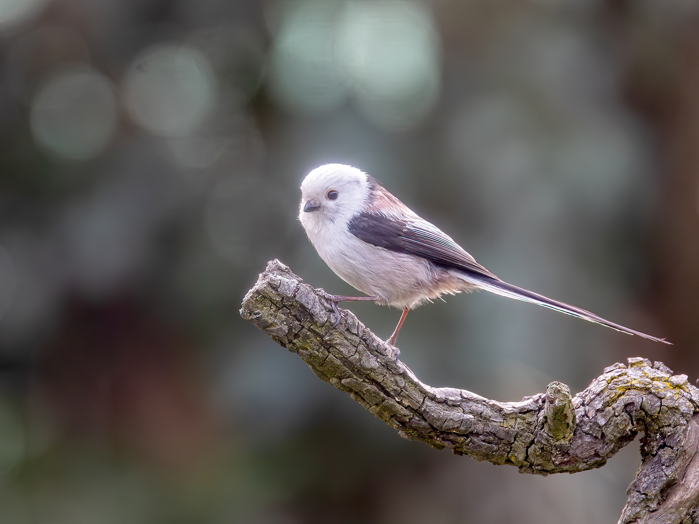 Long-tailed Tit by Dr Ernoe Barsi