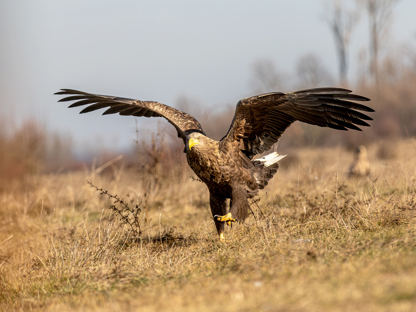 Eagle Dance by Dr Ernoe Barsi