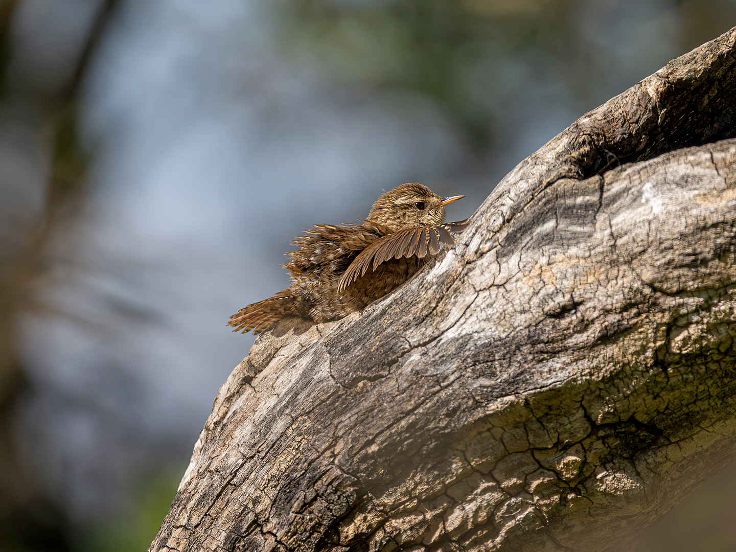 Sunbathing by Dr Ernoe Barsi