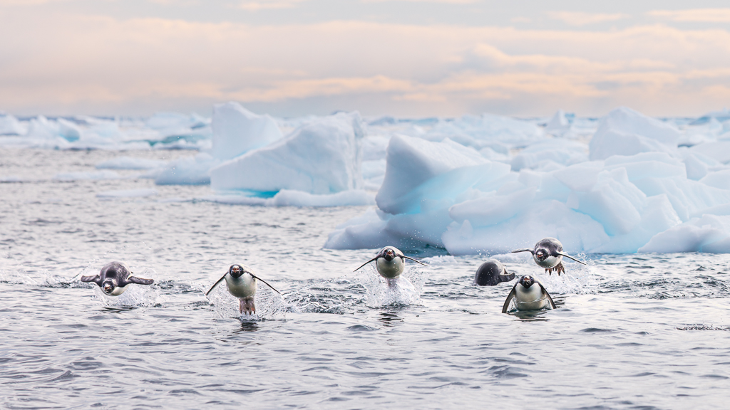 Fight On Ice by Deborah Albert