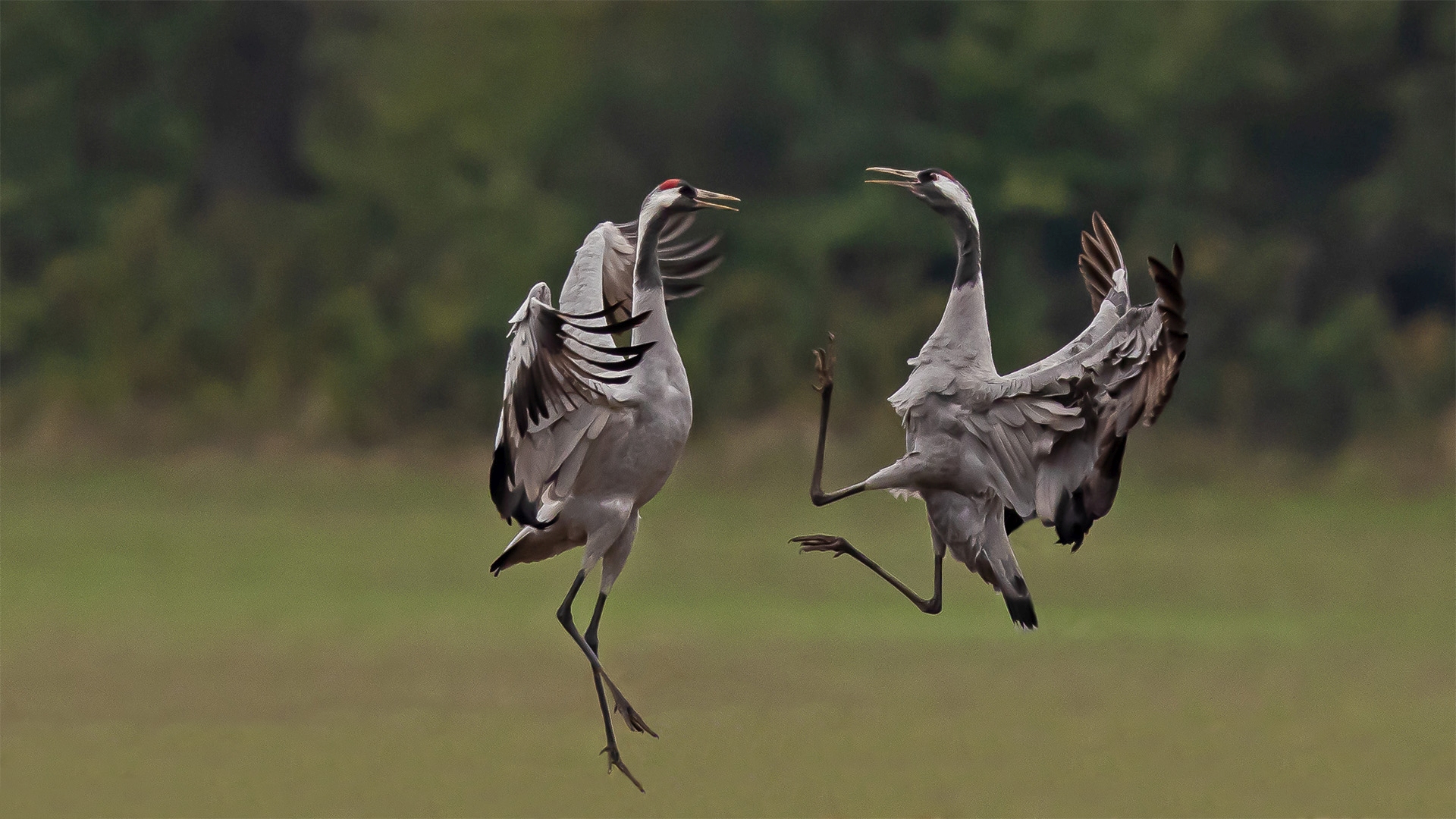 Fighting Cranes