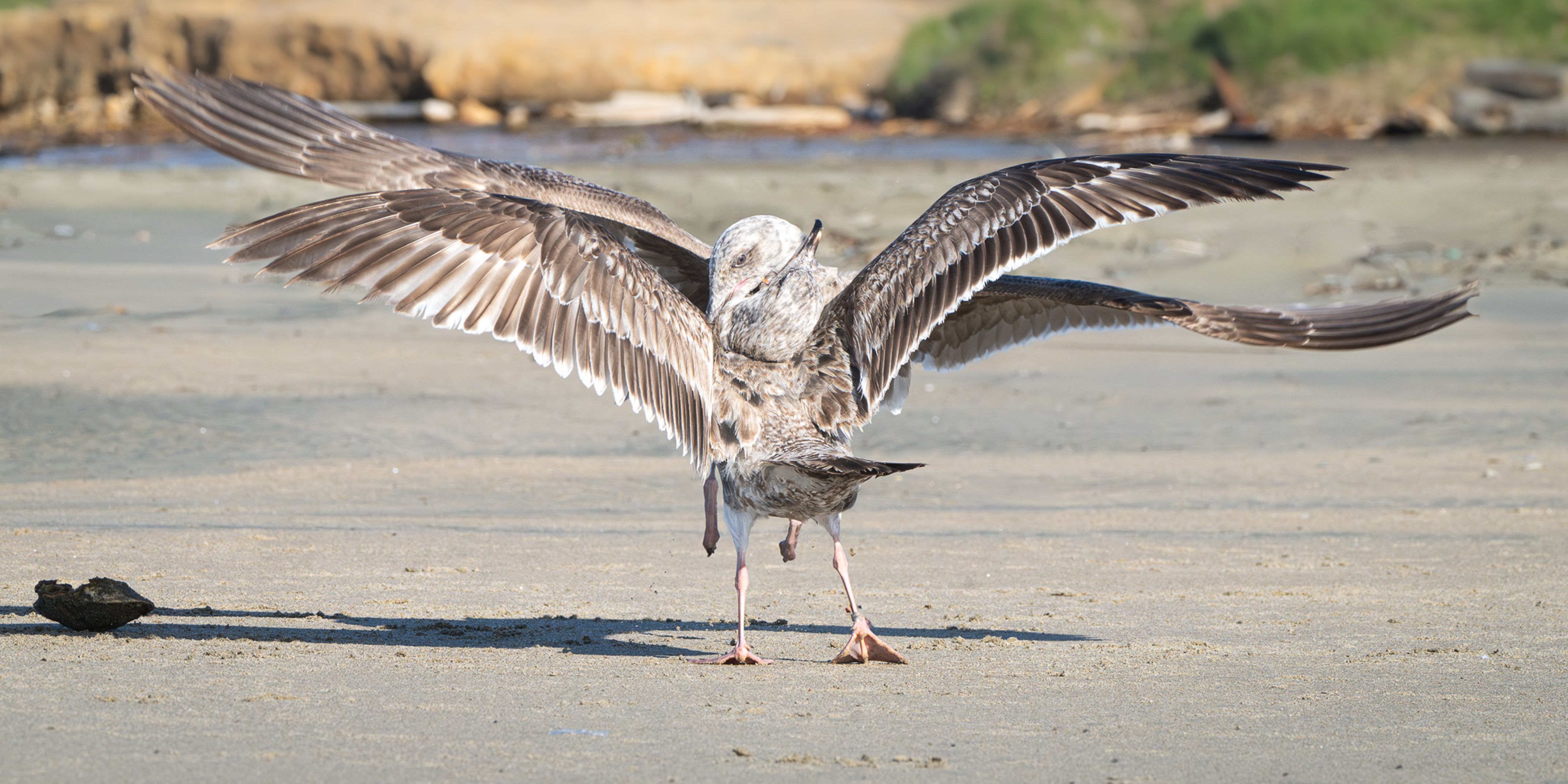 Food Fight by Kathleen Sewell