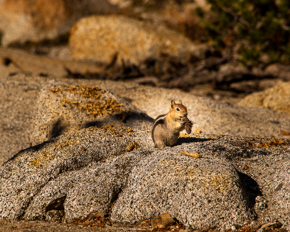 Golden-mantled Ground Squirrel by Thorro Jones