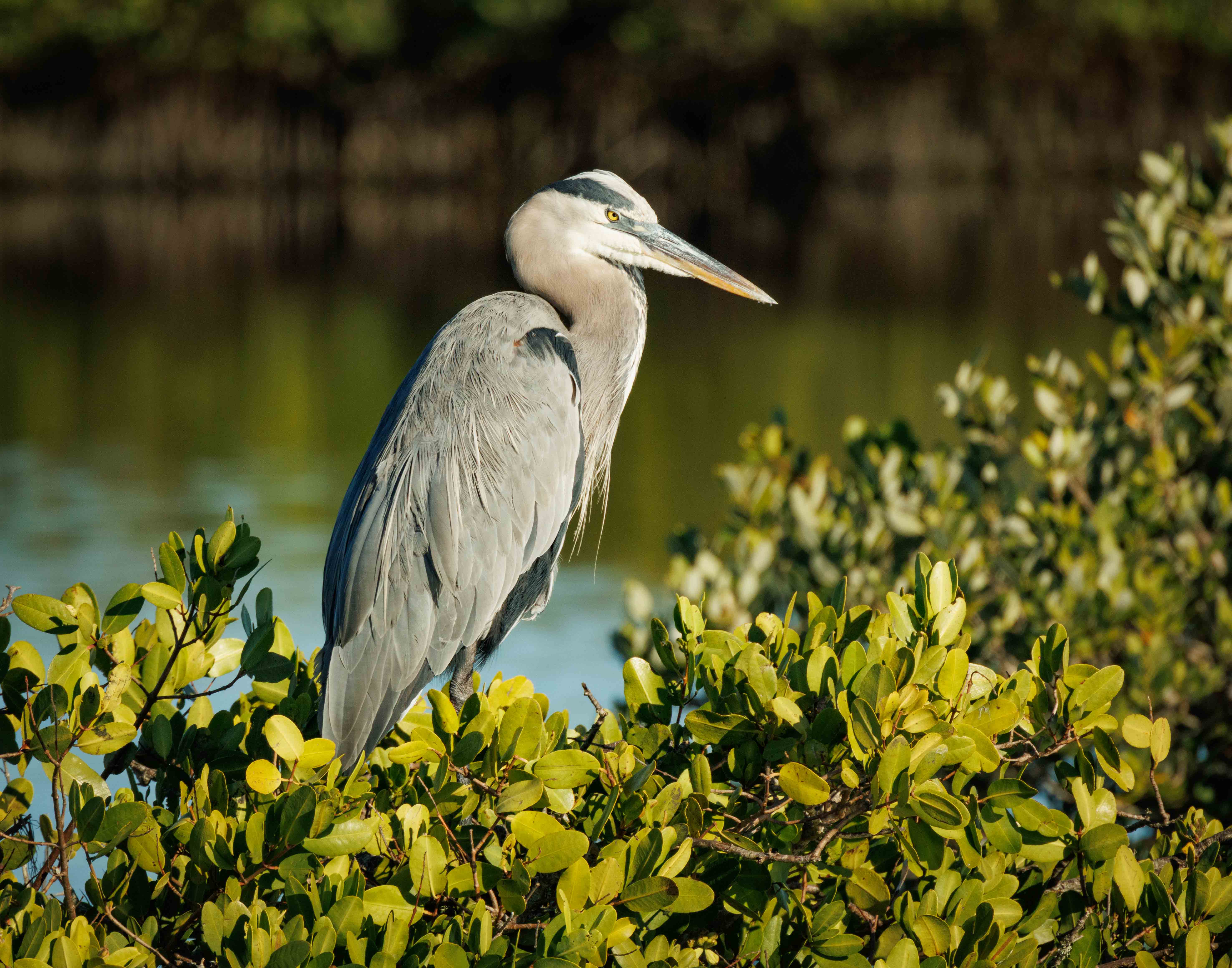 Great Blue Heron by Julia Parrish