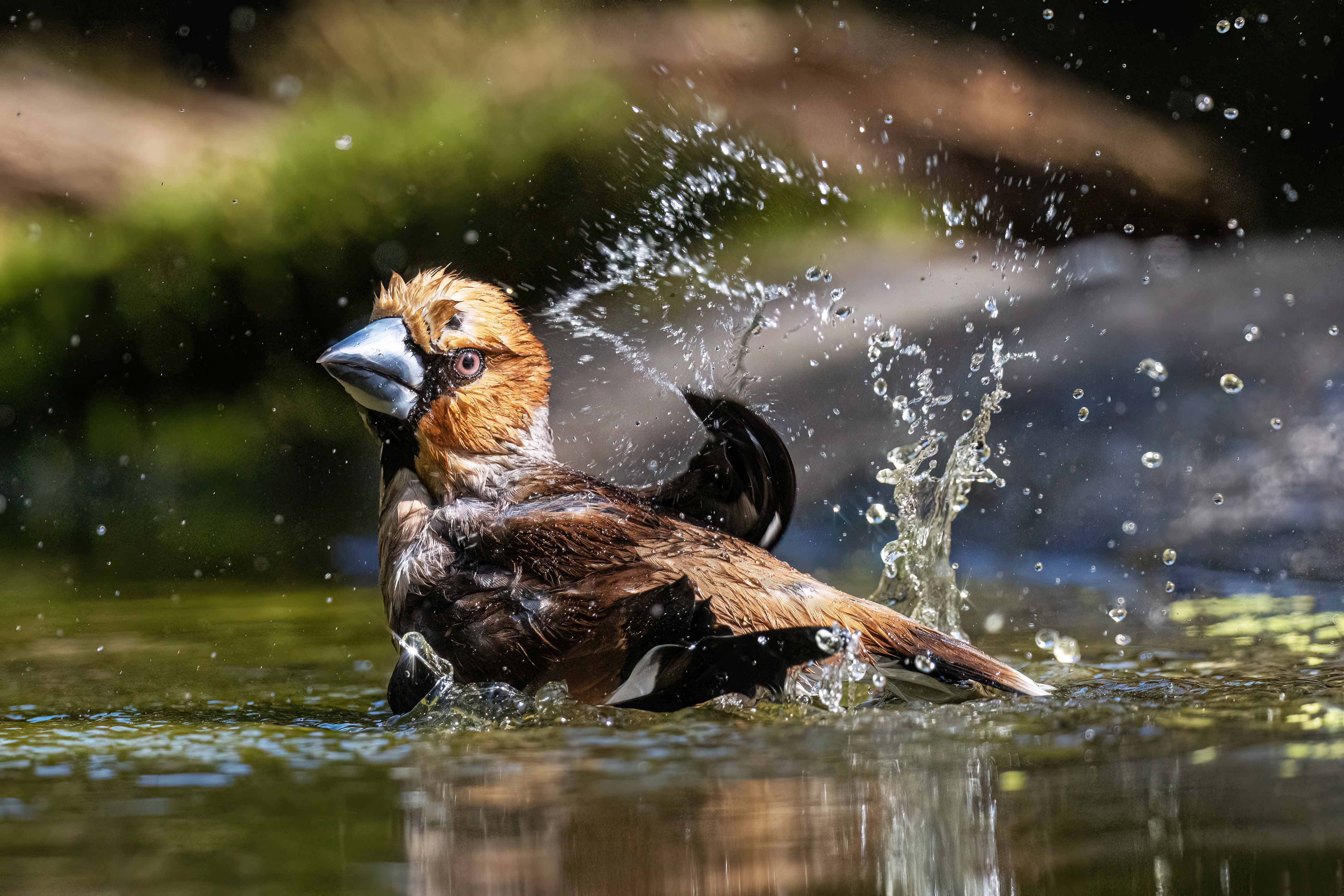 Hawfinch's Bath by Peter Hornbostel