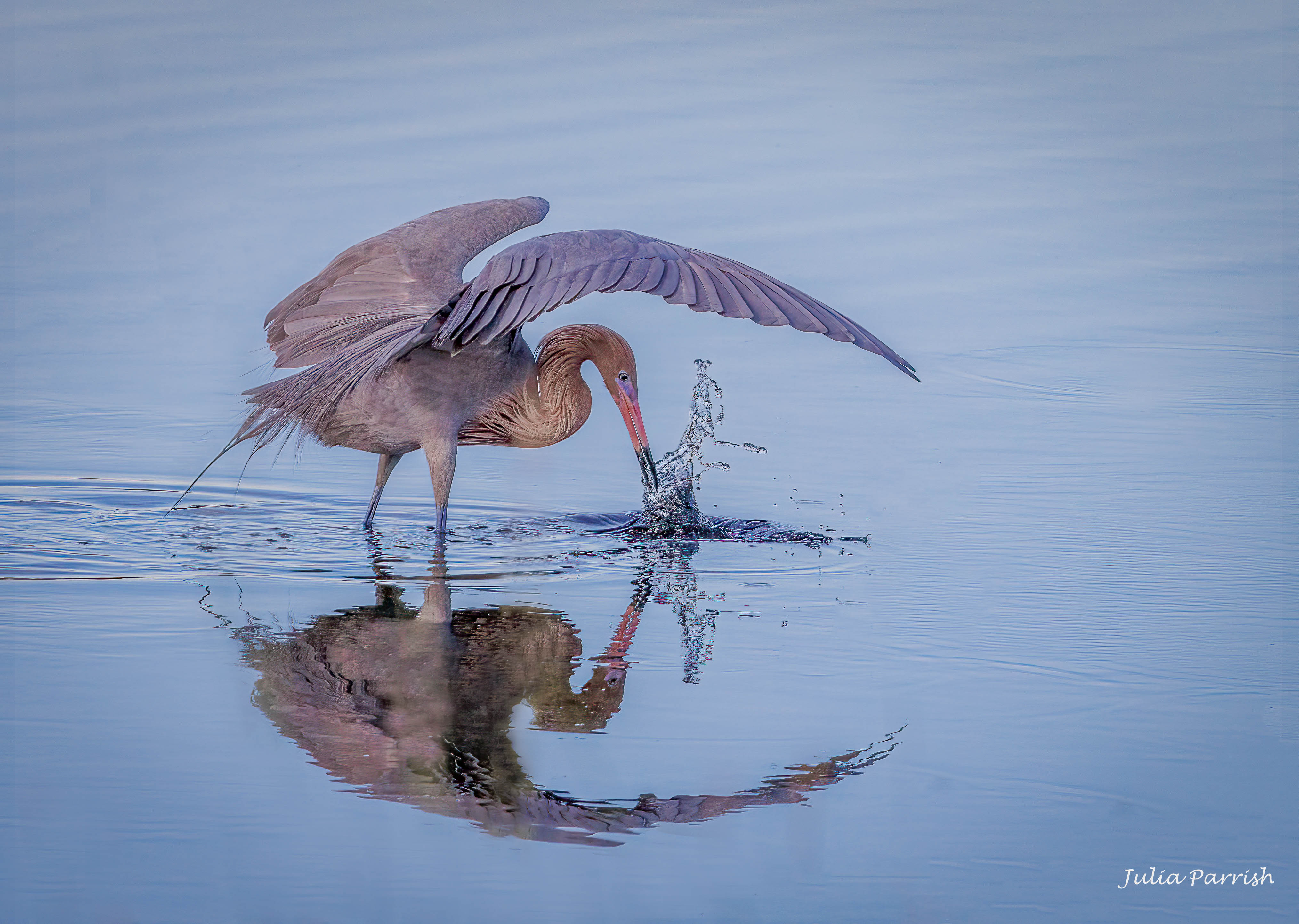 Reddish Egret  by Julia Parrish