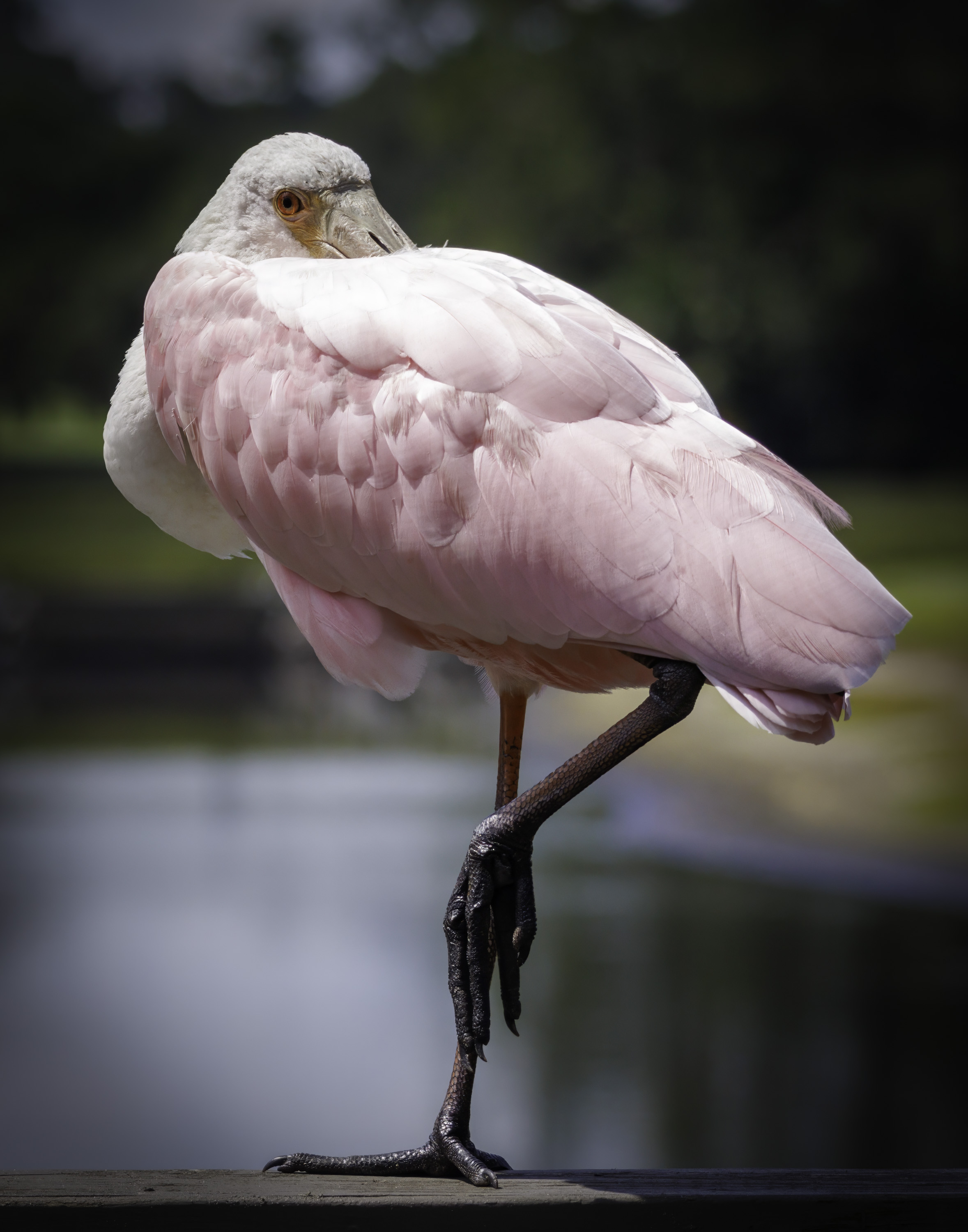 Spoonbill