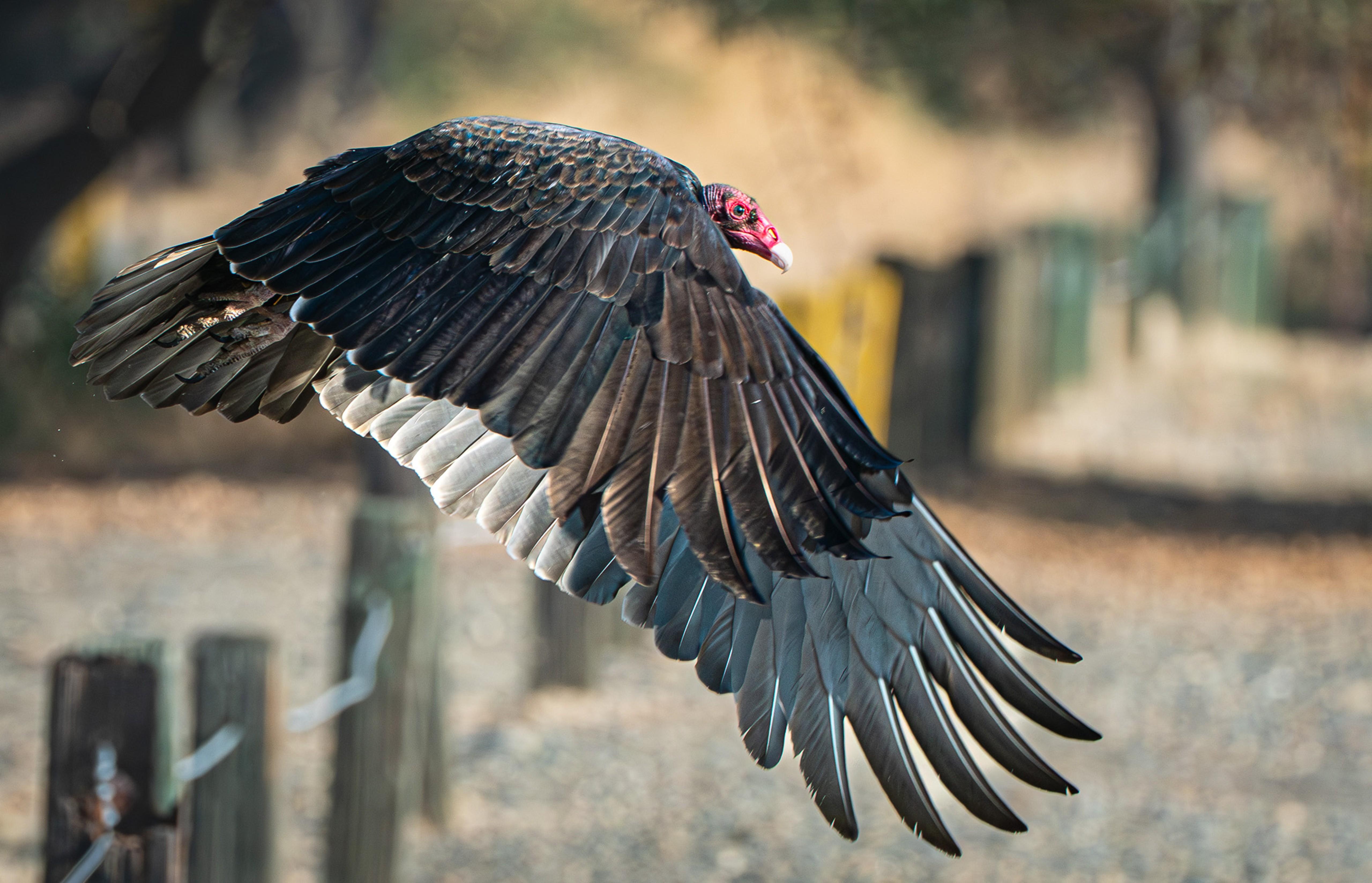 The Under-appreciated Turkey Vulture
