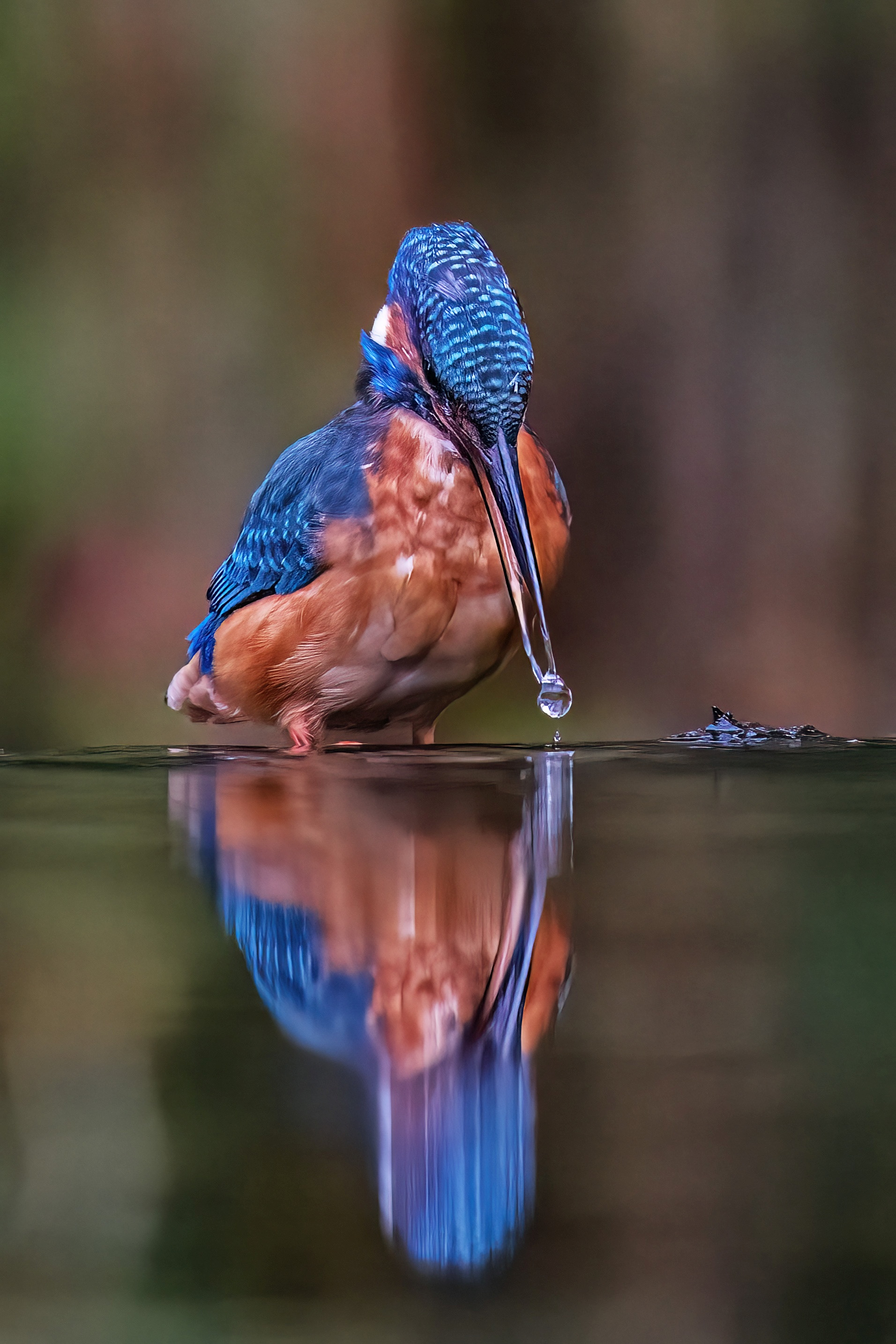 The Drop by Peter Hornbostel