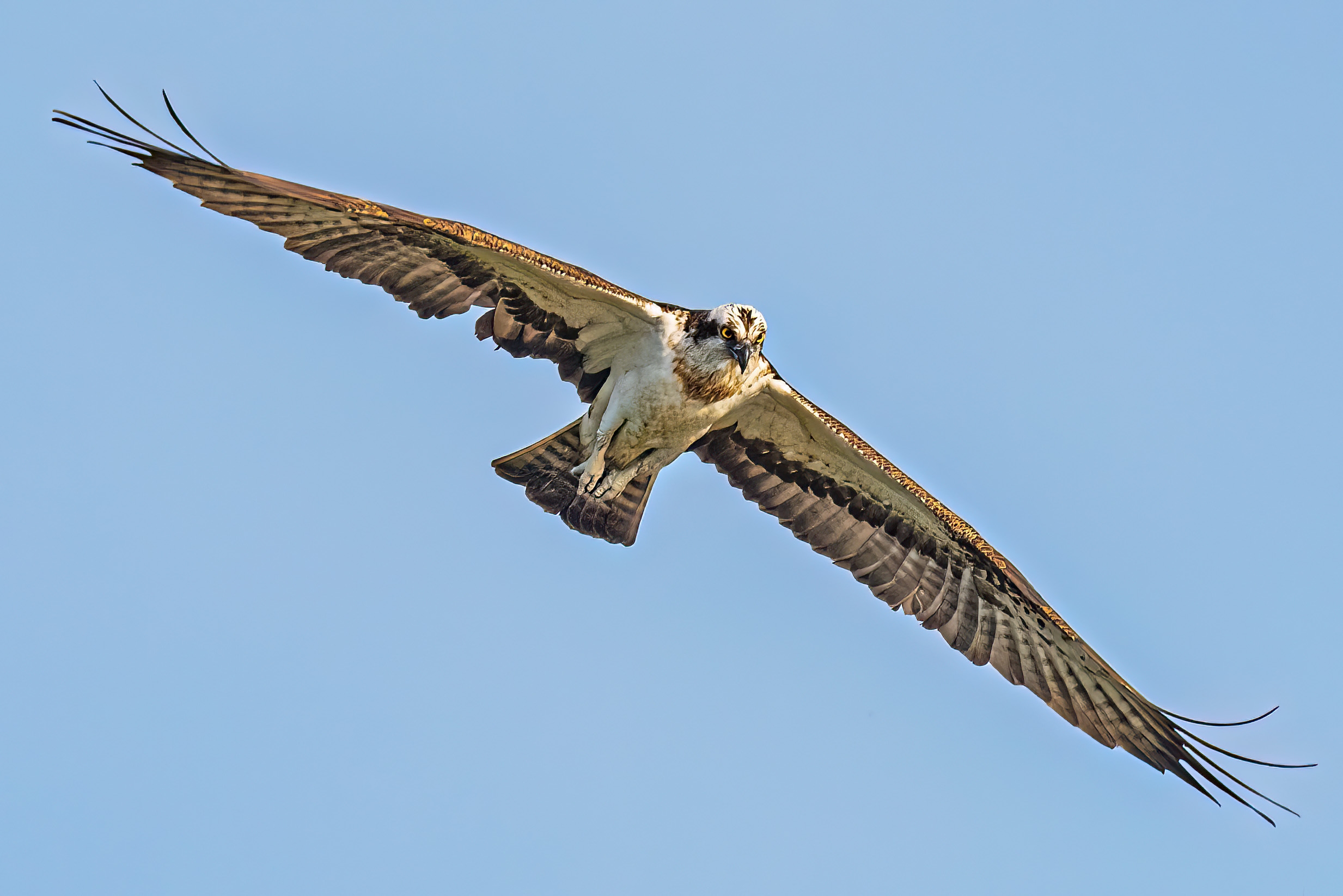 Looking for prey by Peter Hornbostel