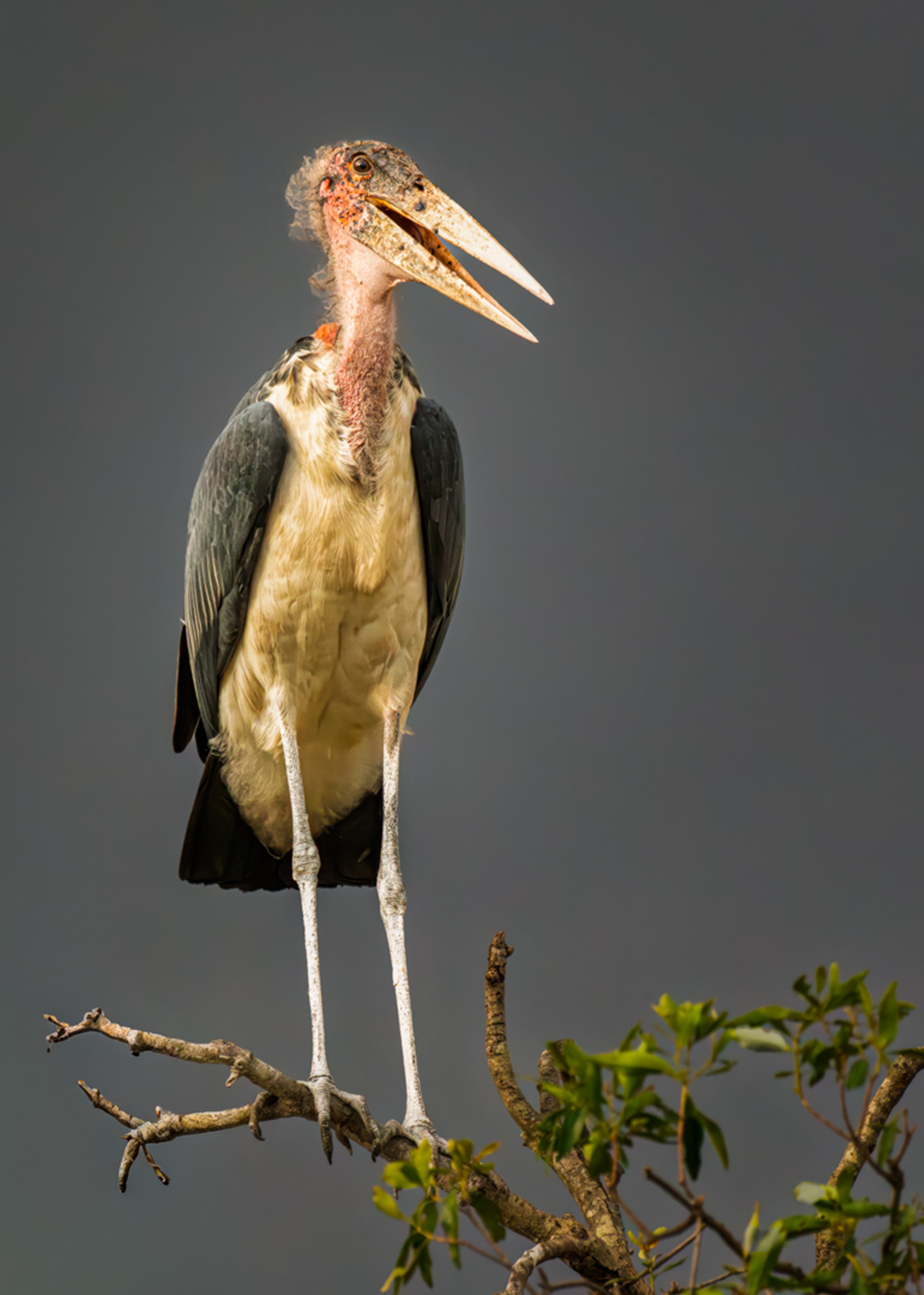 Marabou Stork by Butch Mazzuca