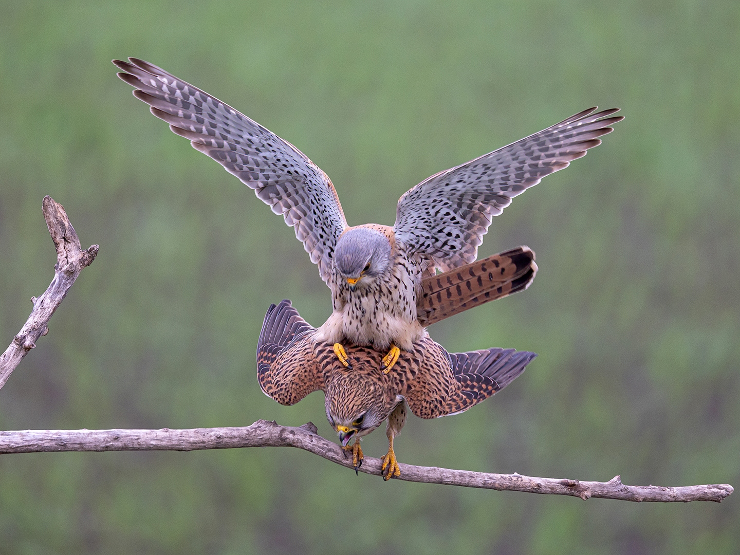 Mating Kestrels by Dr Ernoe Barsi