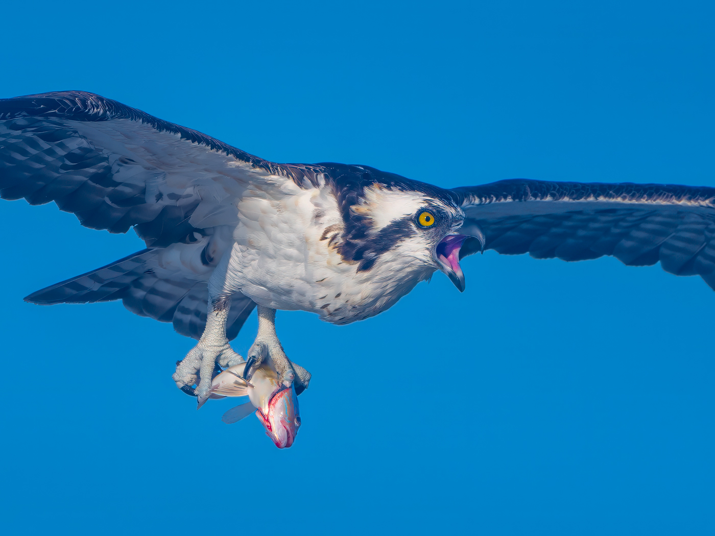 Osprey by Roy Lockwood