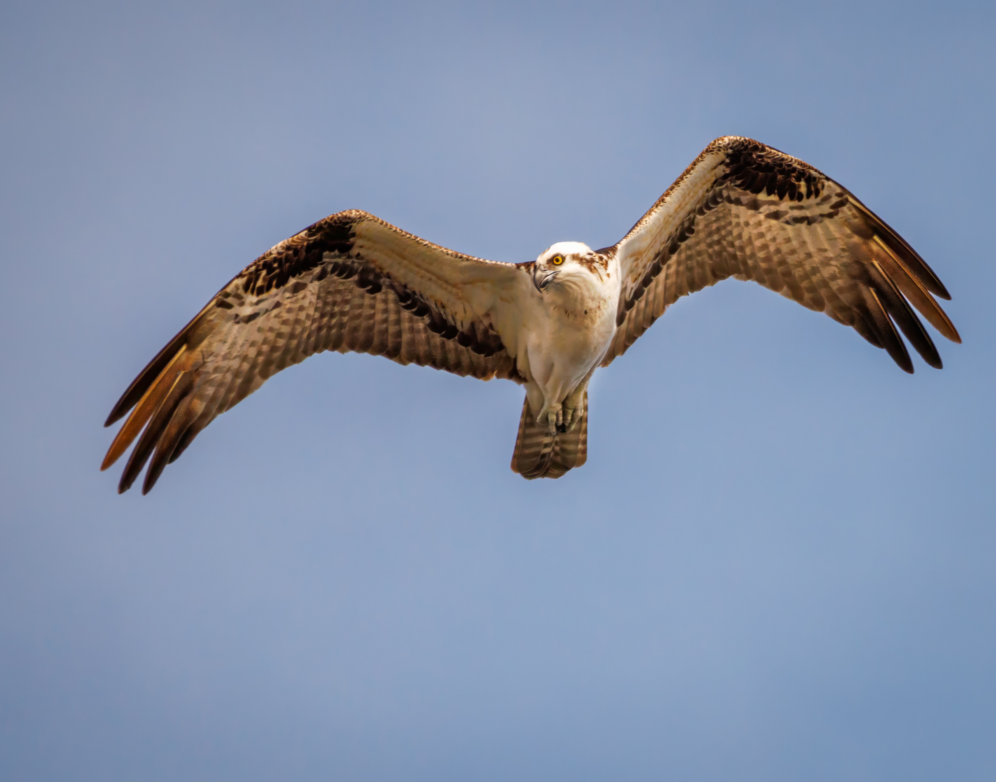 Osprey Hunting by Julia Parrish