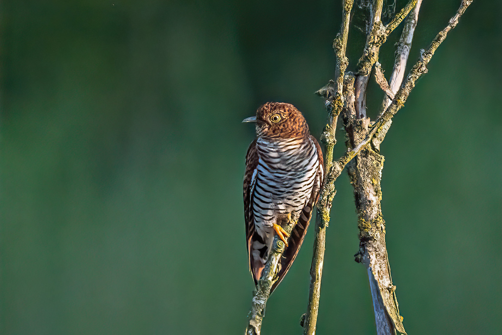 Watching by Peter Hornbostel