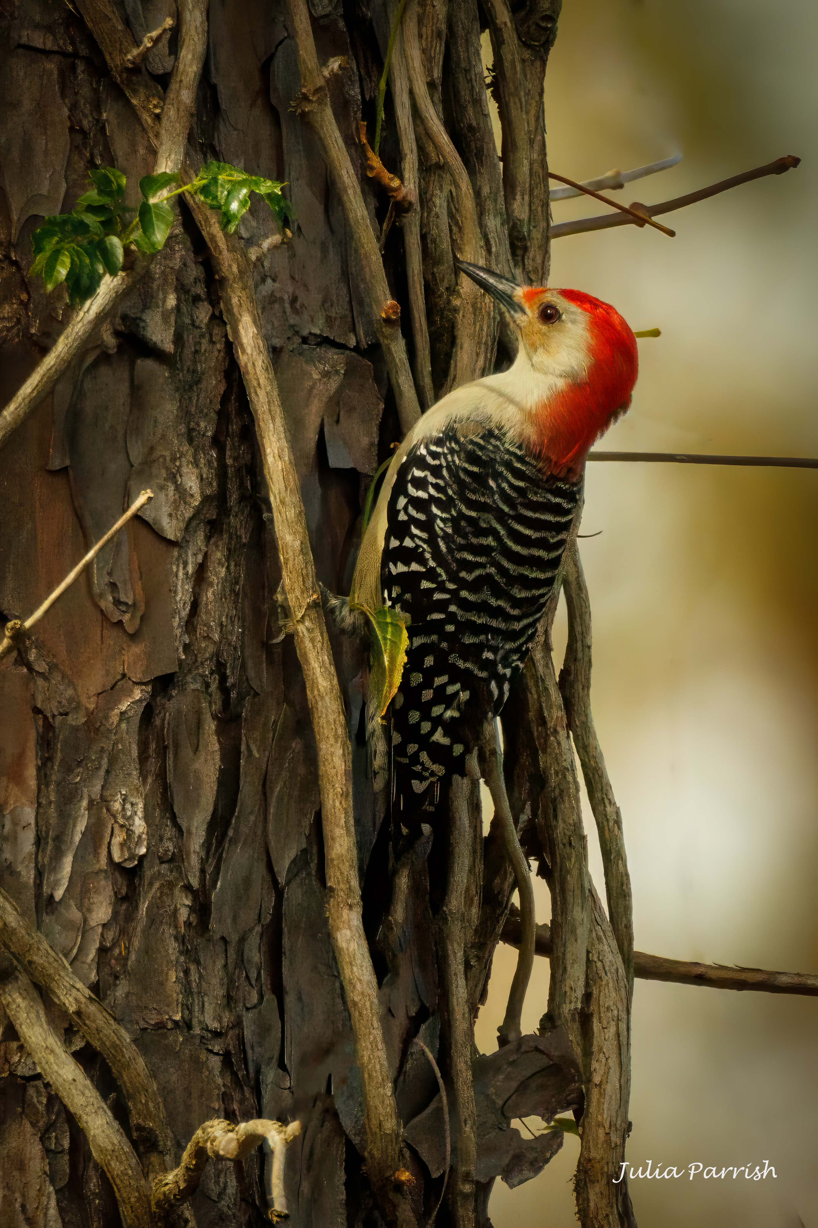 Red-bellied woodpecker by Julia Parrish