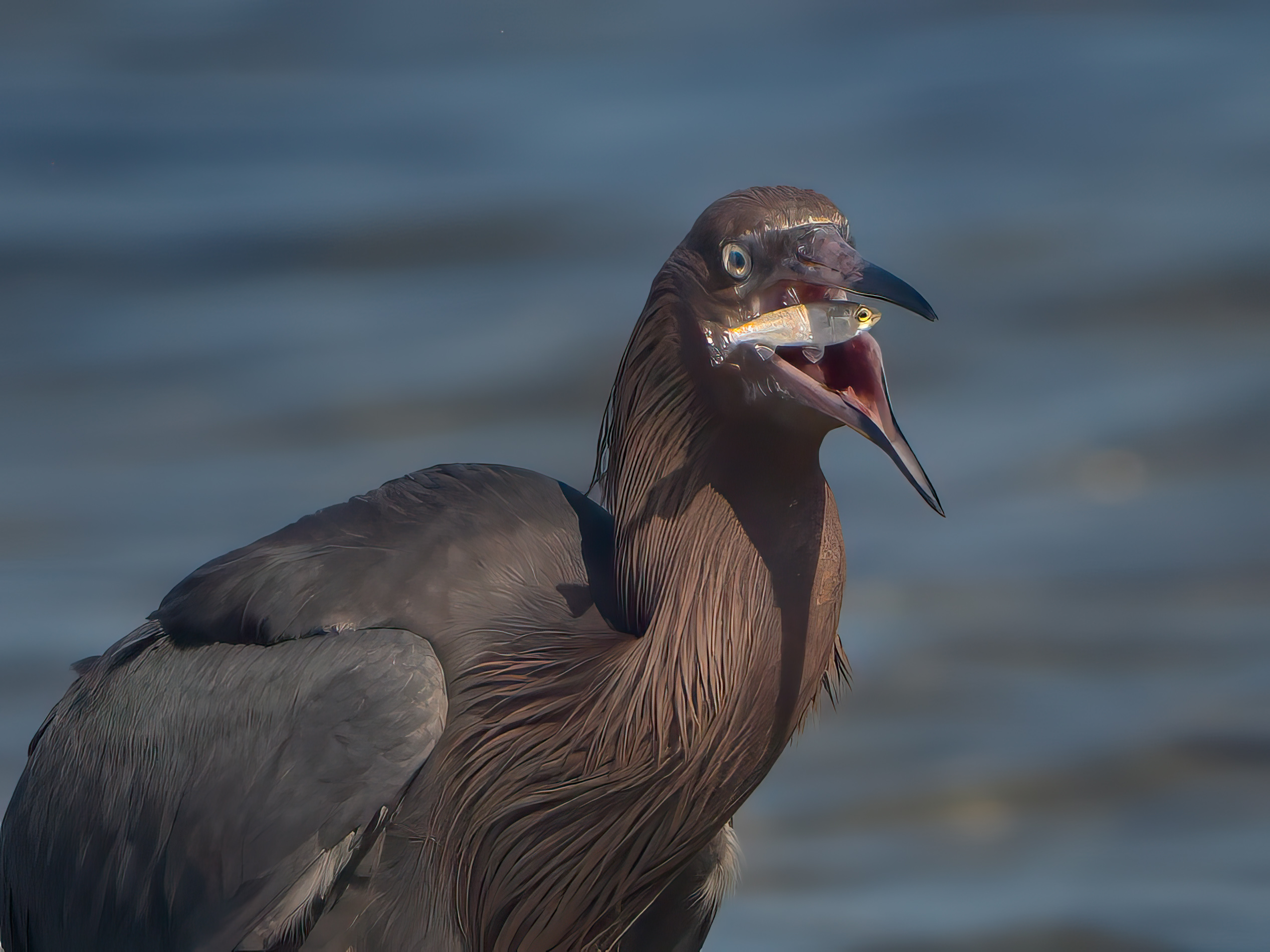 Reddish Egret by Roy Lockwood