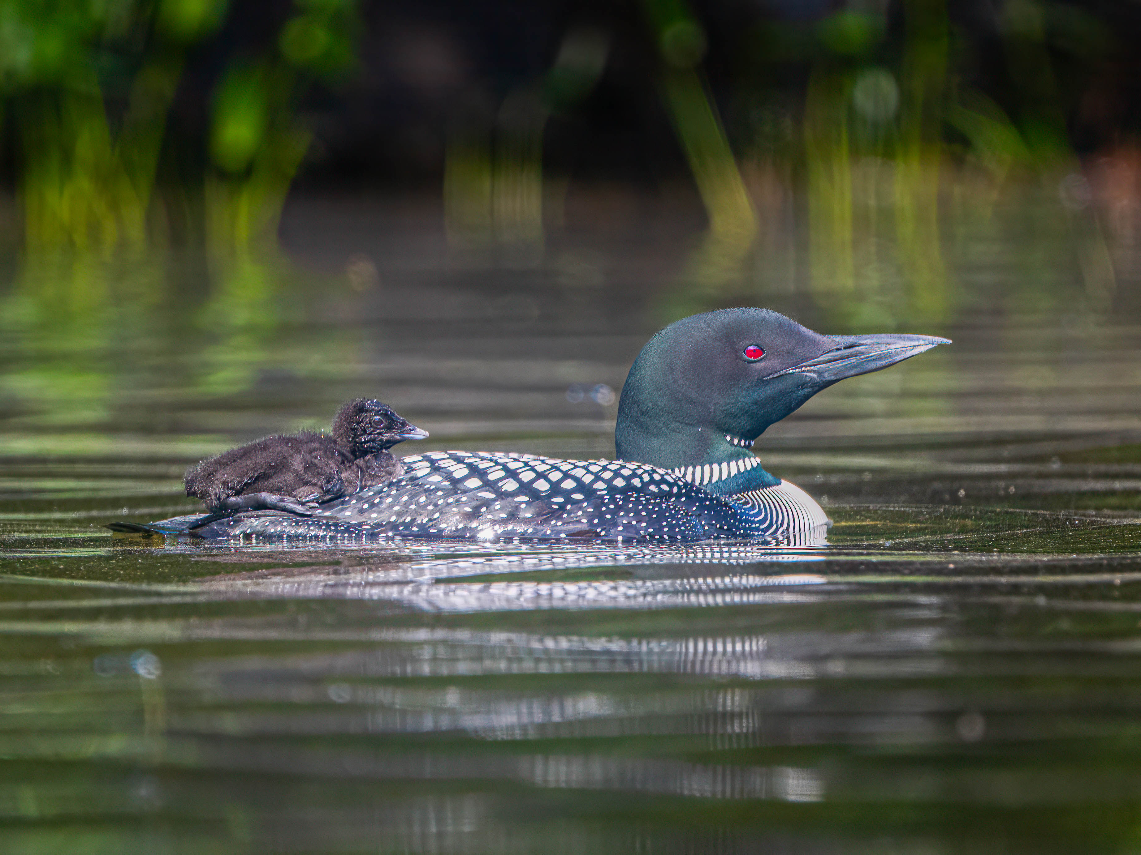 Loons by Roy Lockwood