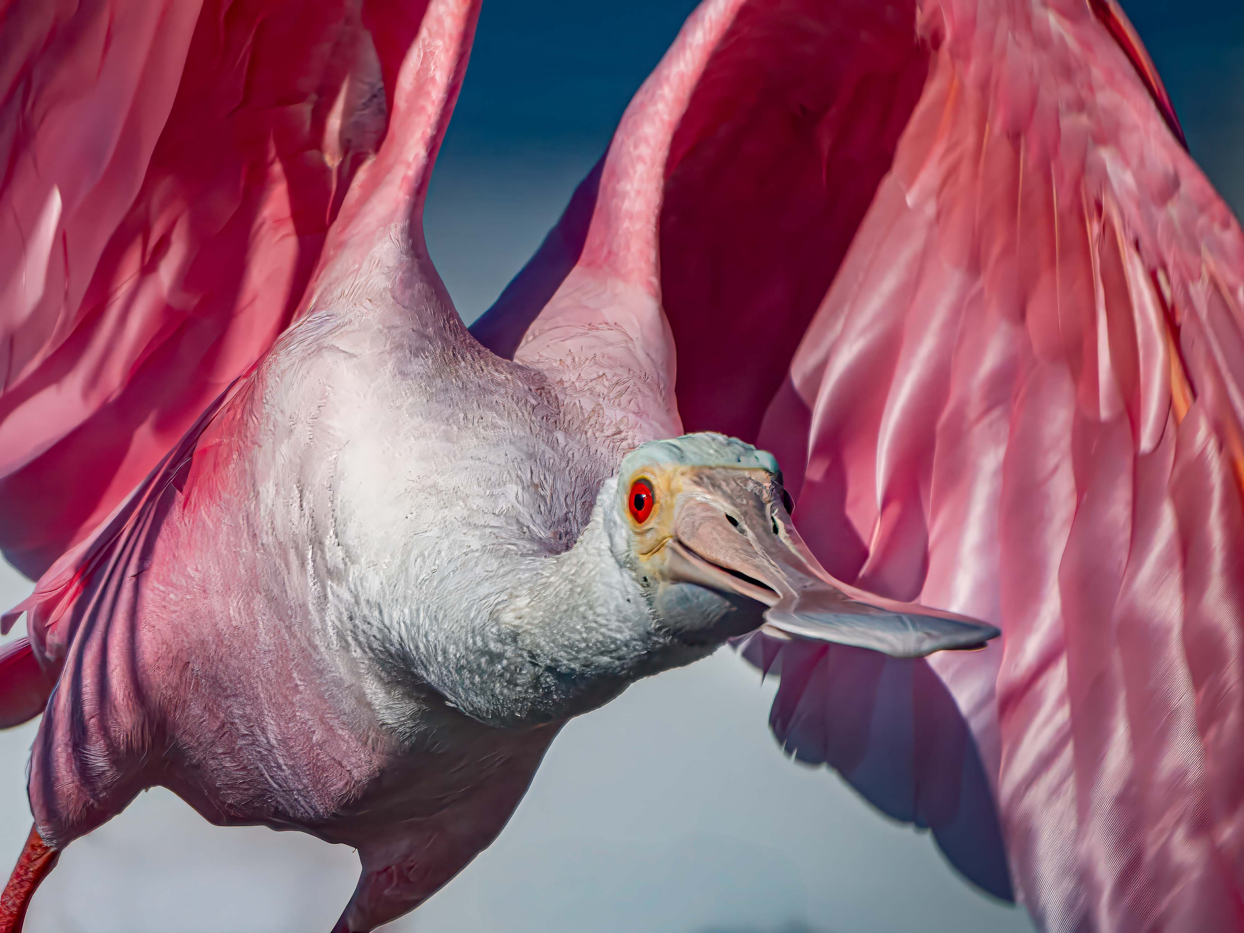 Spoonbill inbound