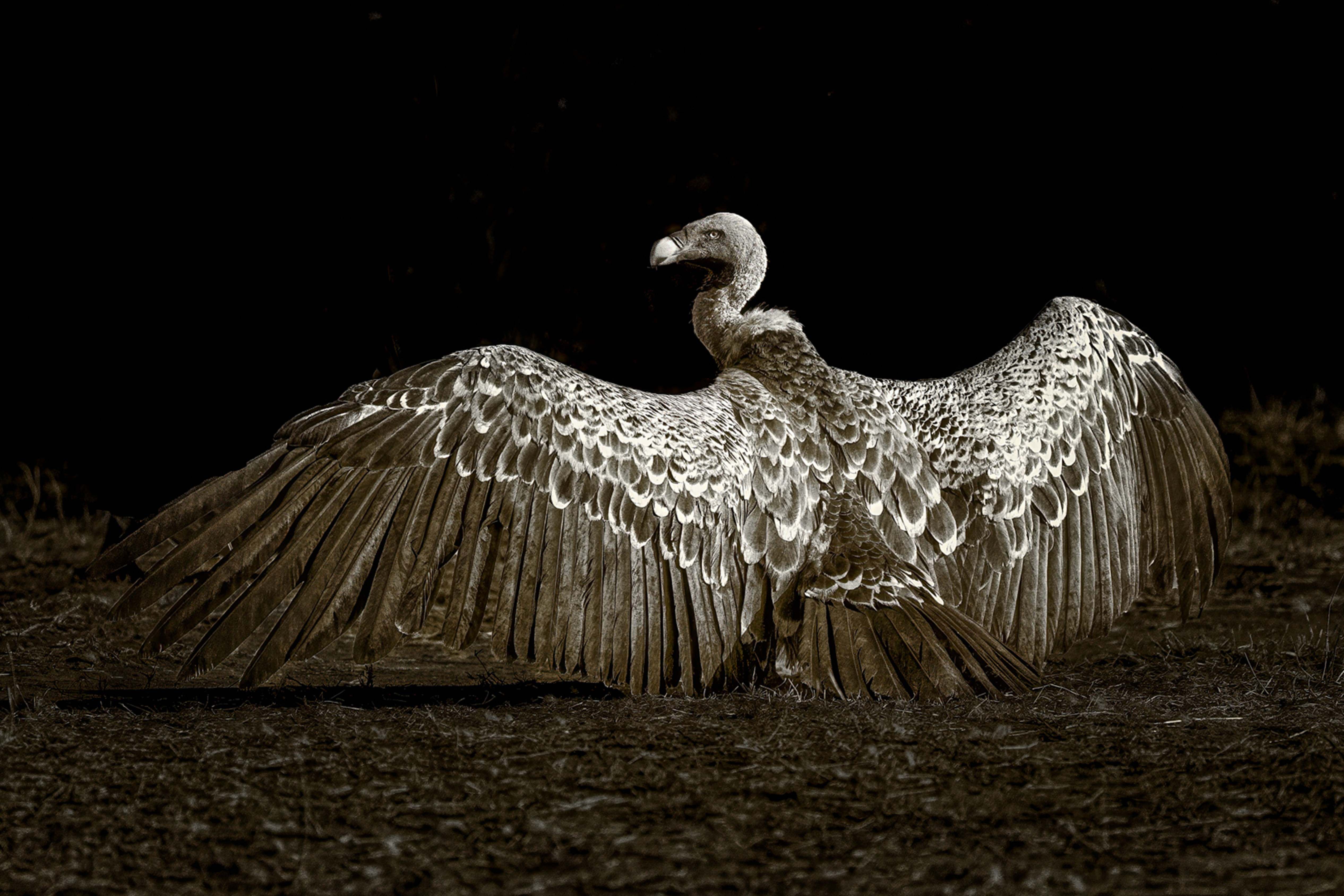 Rüppell's griffon vulture by Butch Mazzuca