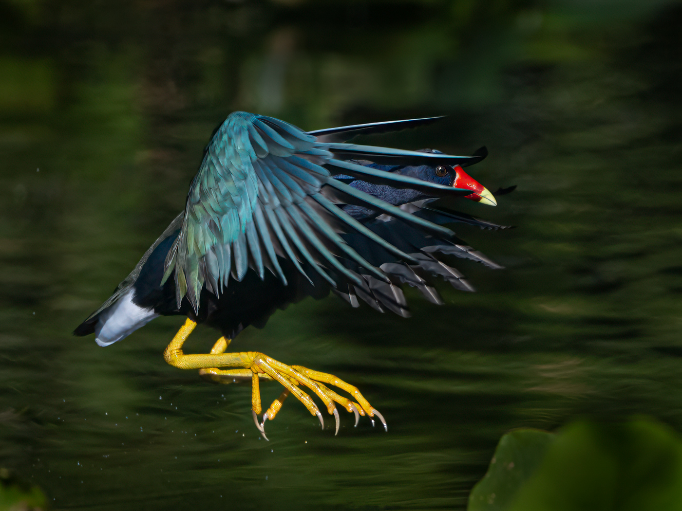 Purple Gallinule  by Roy Lockwood