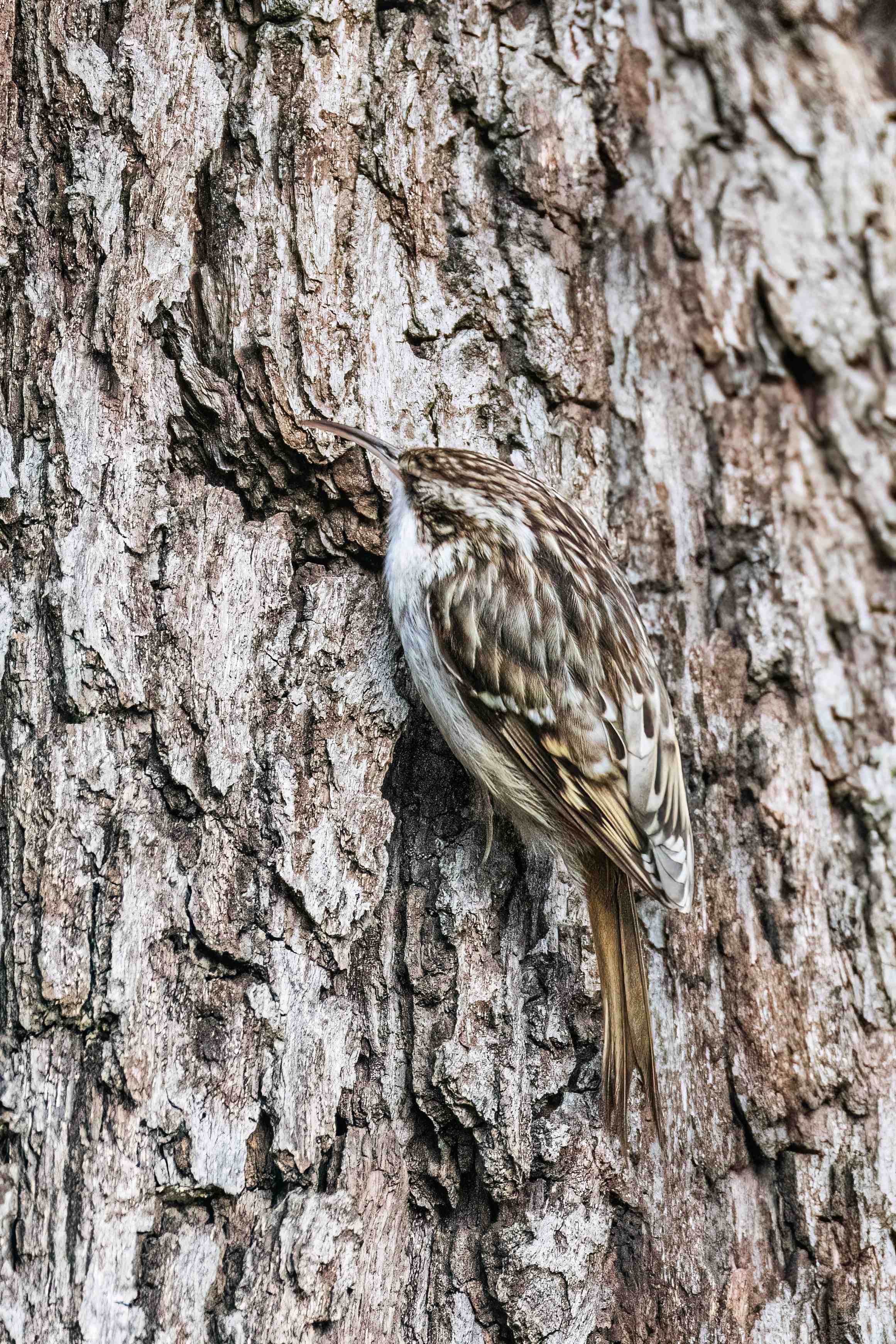 Short Toed Treecreeper by Peter Hornbostel