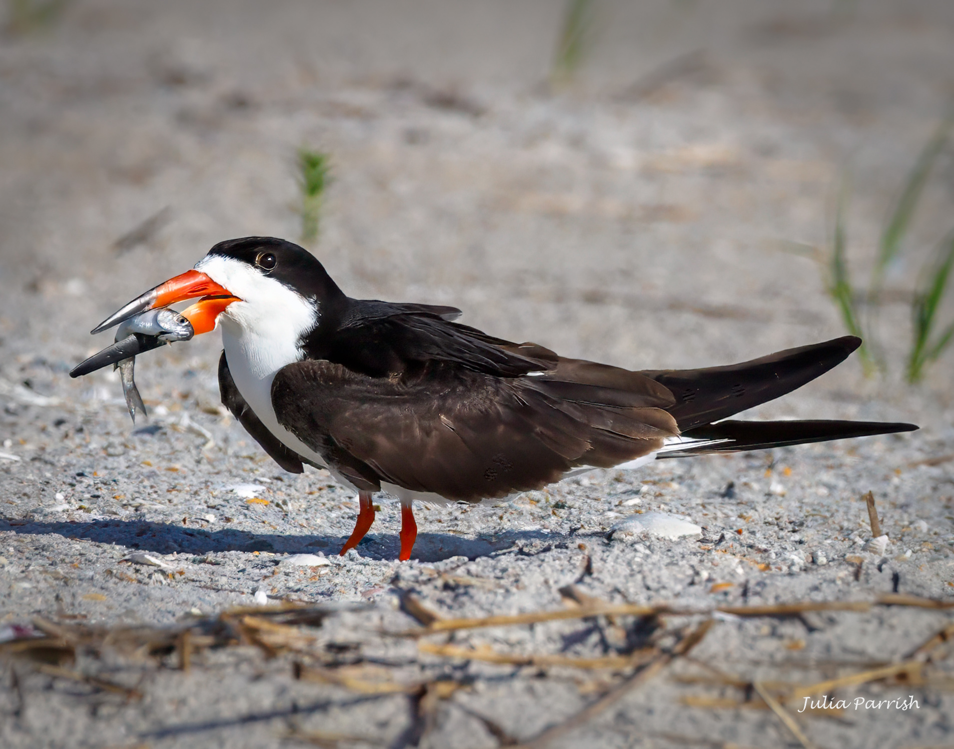 Skimmer with Dinner by Julia Parrish