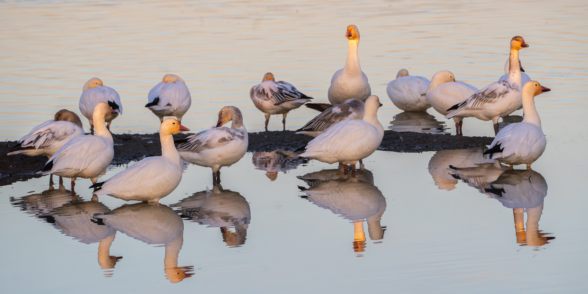 Snow Geese in Repose by Kathleen Sewell