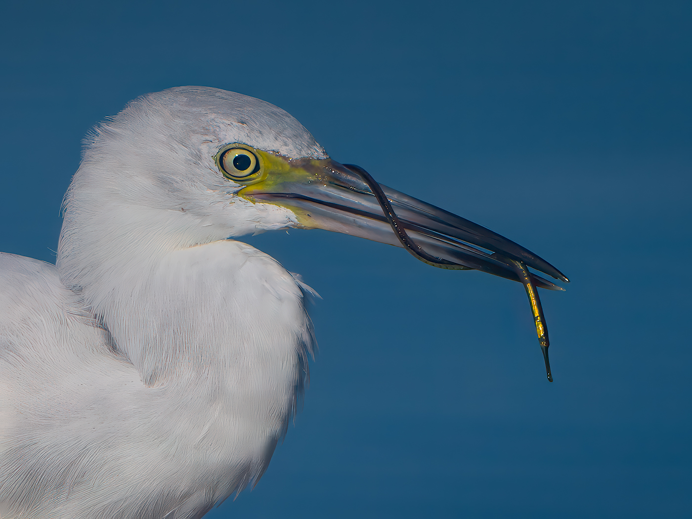 Snowy Egret w Pipe Fish by Roy Lockwood