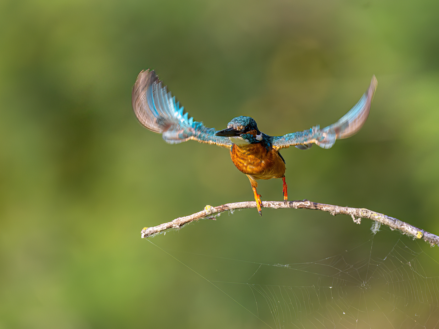 Take Off by Dr Ernoe Barsi