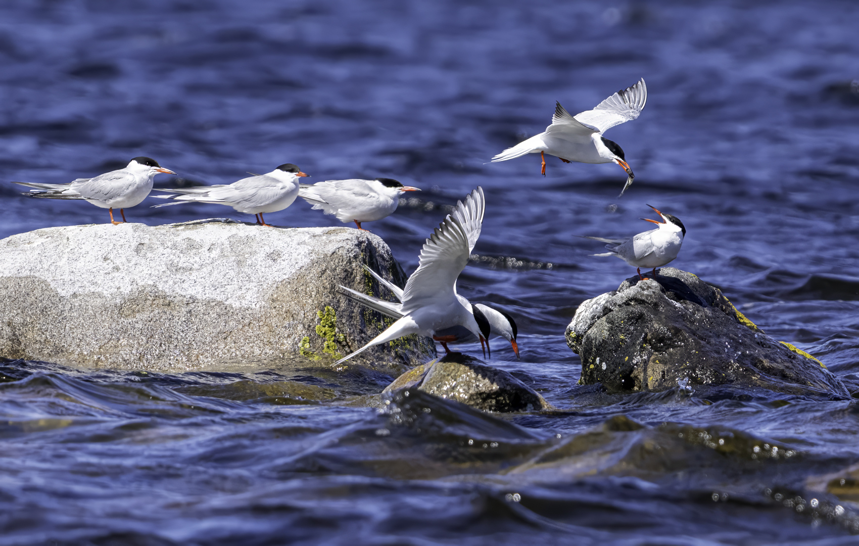 Tern Out by Christ Troupis