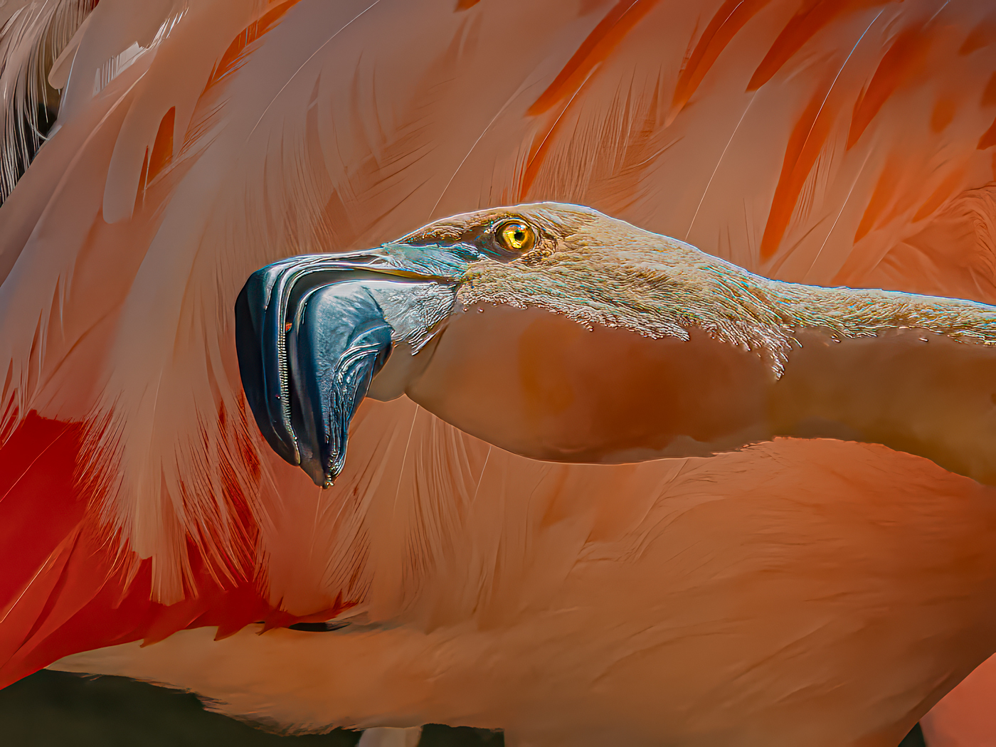 The Eye of the Flamingo by Roy Lockwood