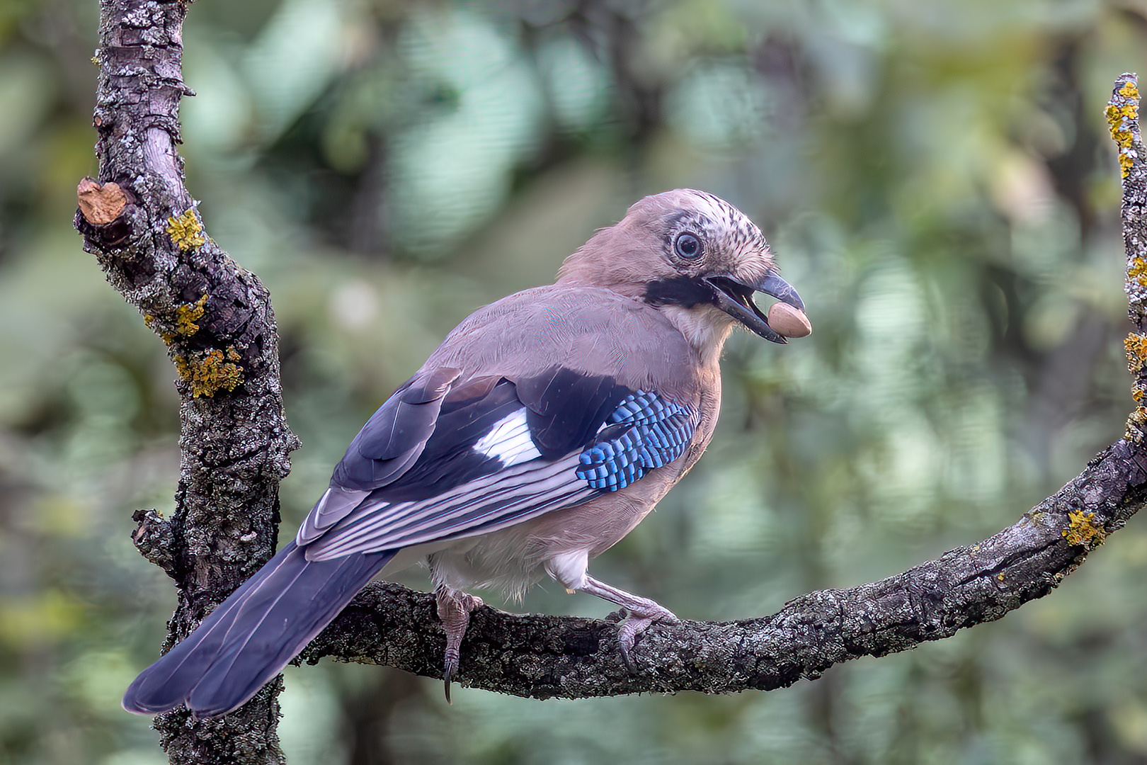 Vintage by Dr Ernoe Barsi