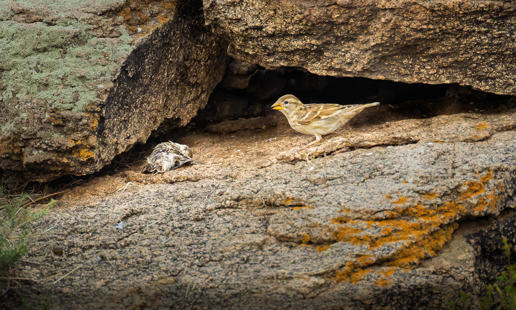 Please Wake Up by Deborah Albert