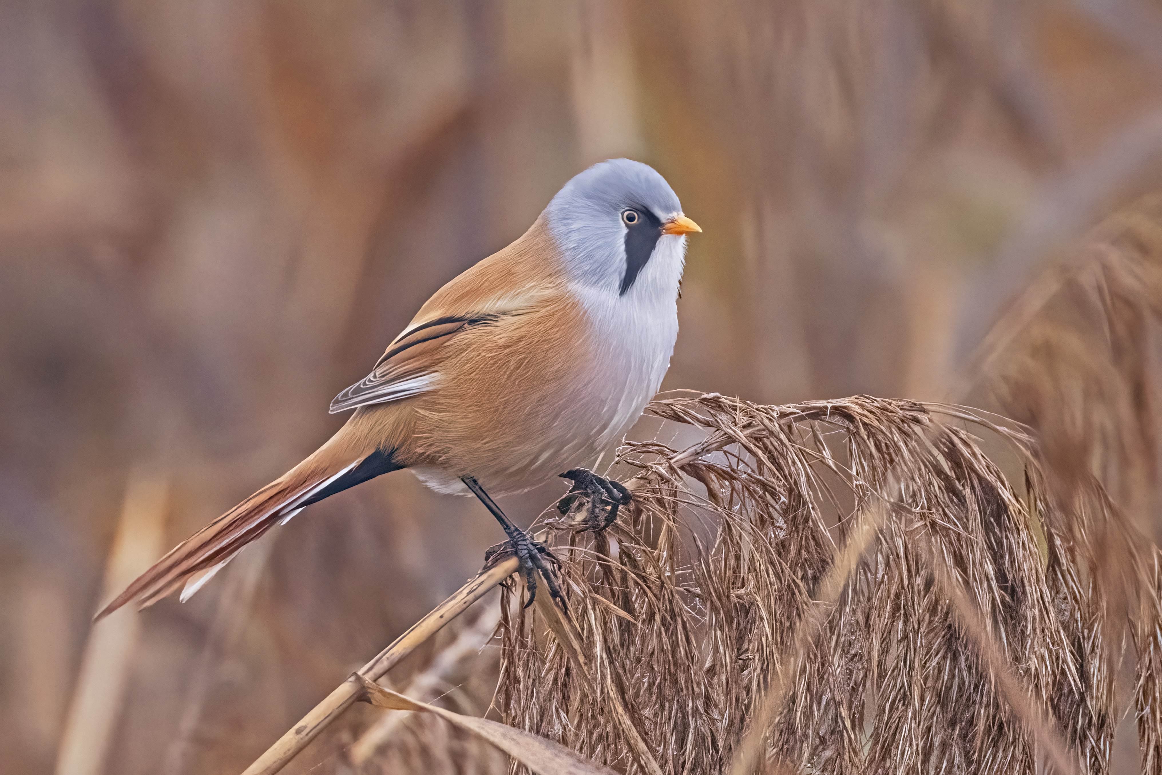 Bearded Reedling by Peter Hornbostel